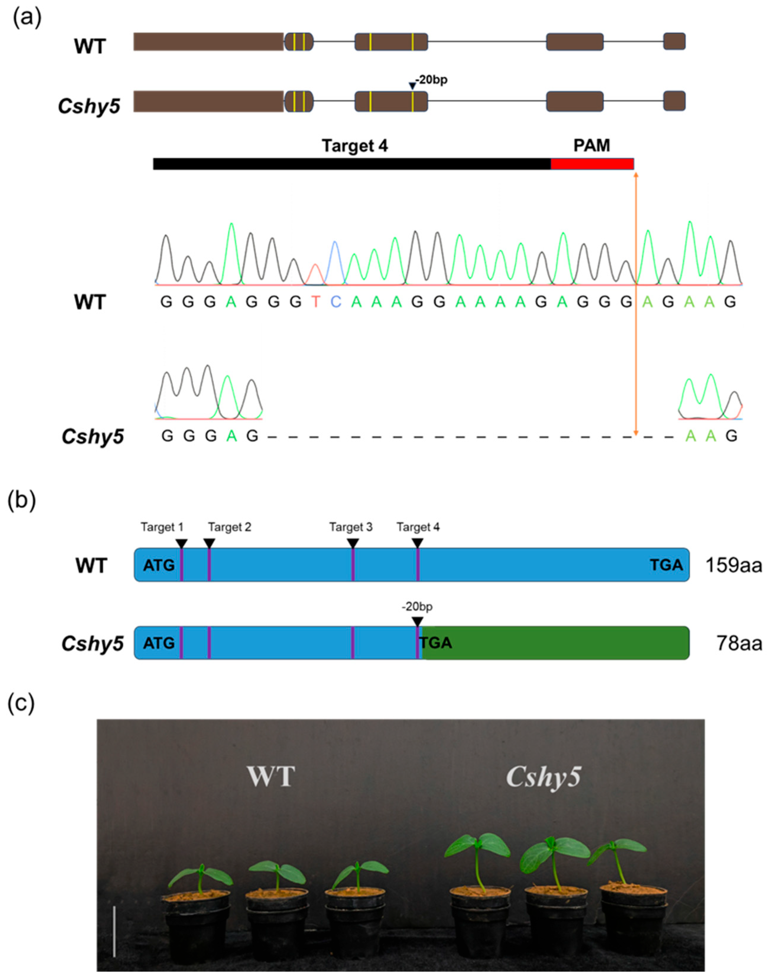 Antioxidants 14 00679 g001