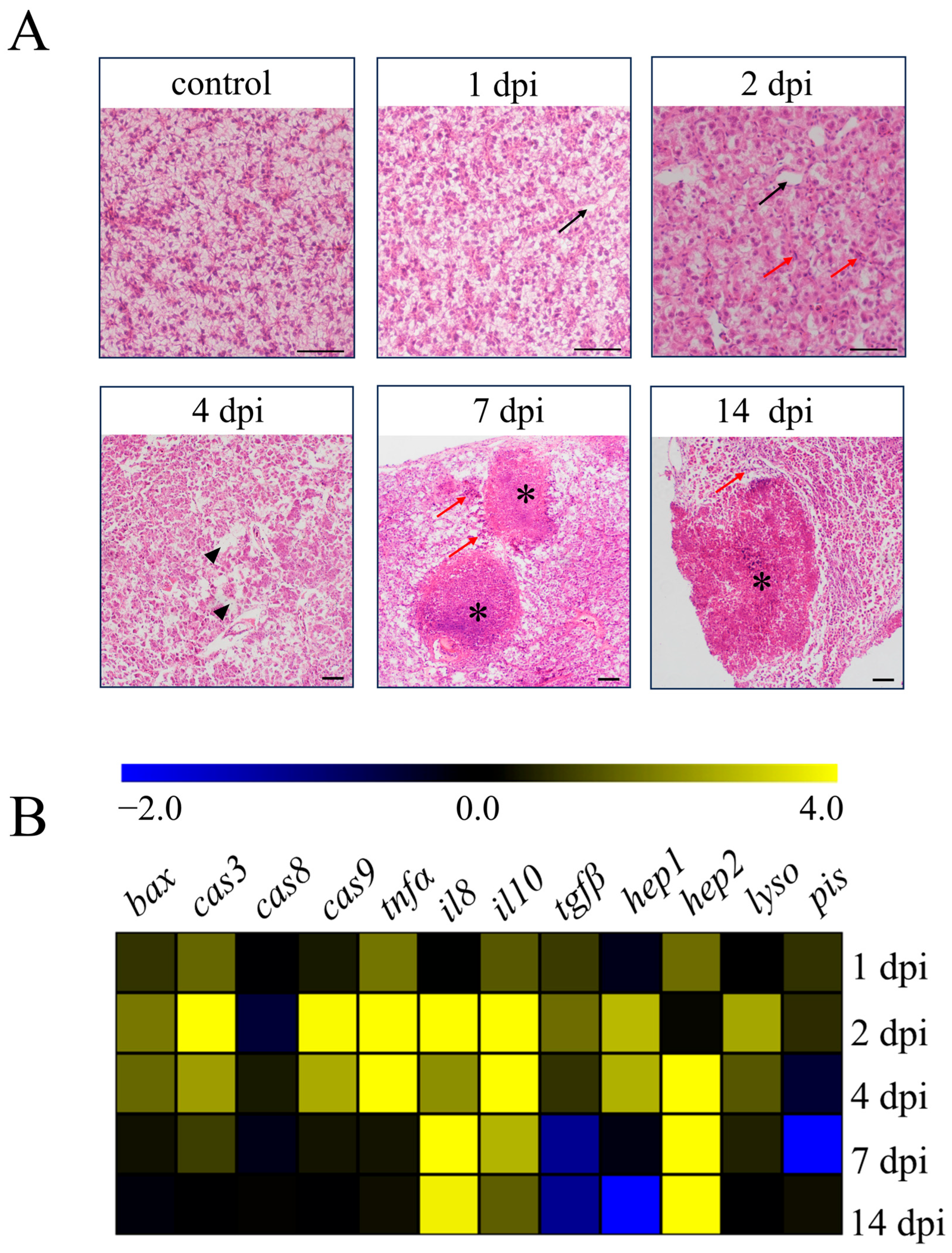 Antioxidants 14 00681 g001