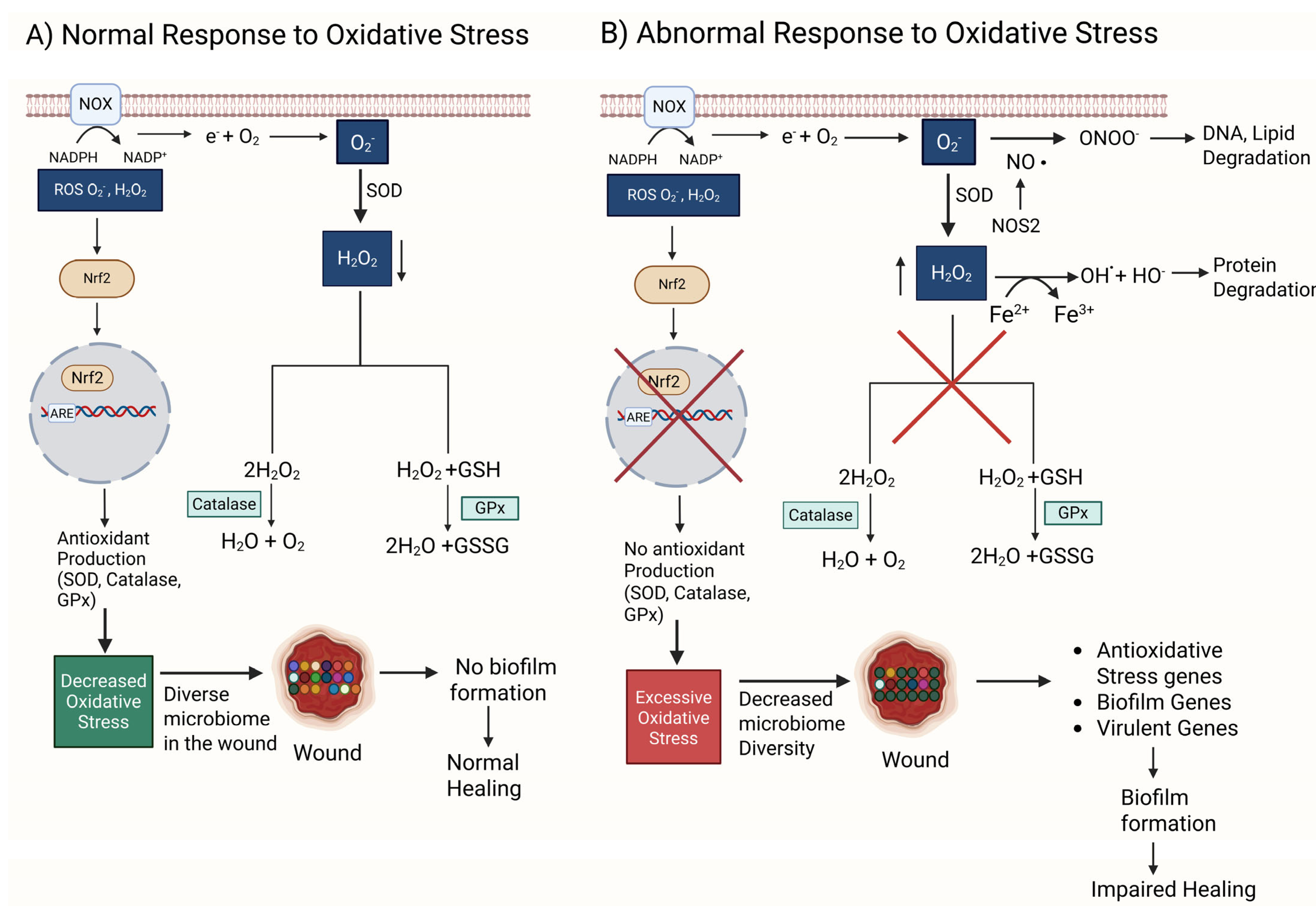 Antioxidants 14 00682 g001