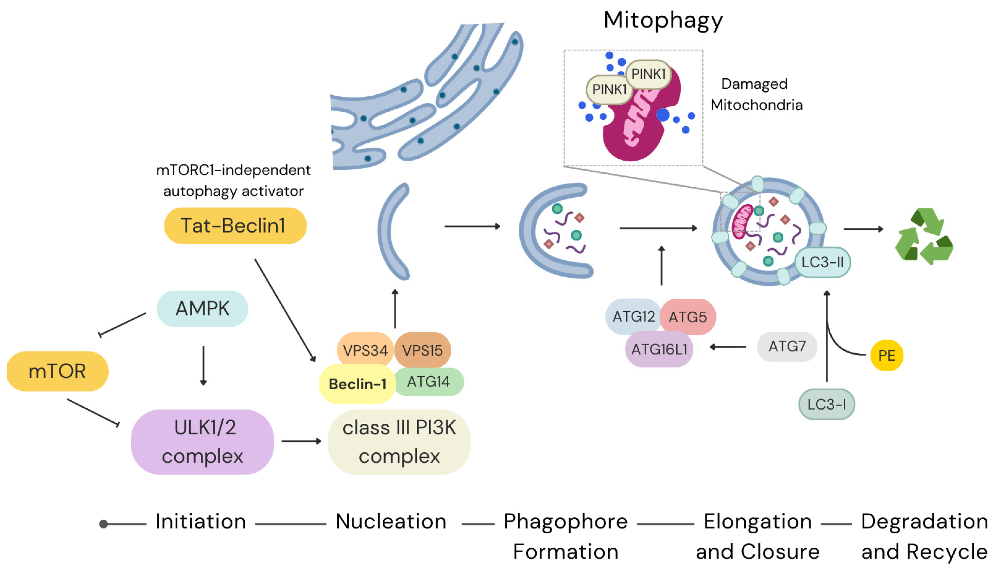 Antioxidants 14 00691 g001