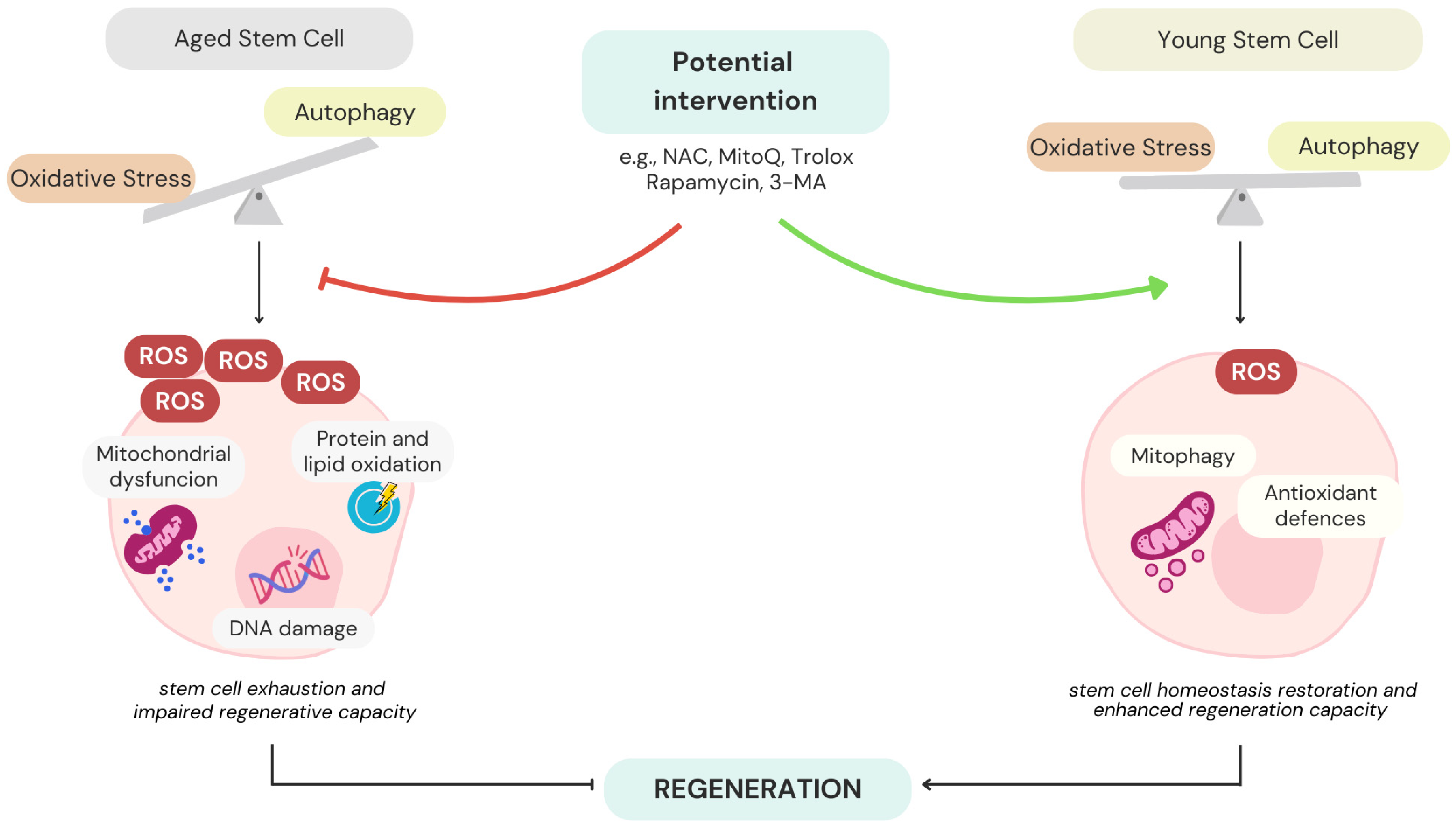 Antioxidants 14 00691 g004