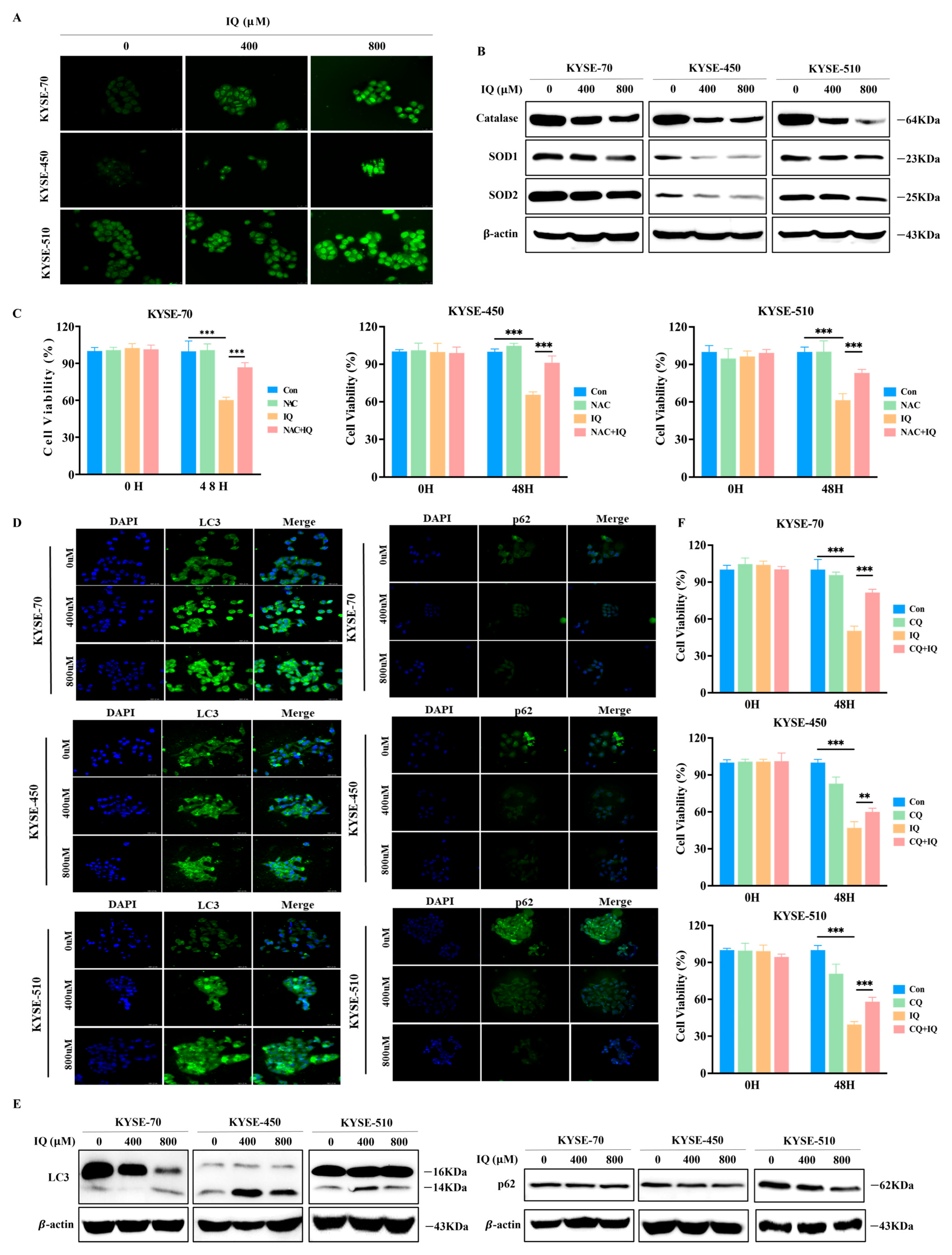 Antioxidants 14 00694 g003