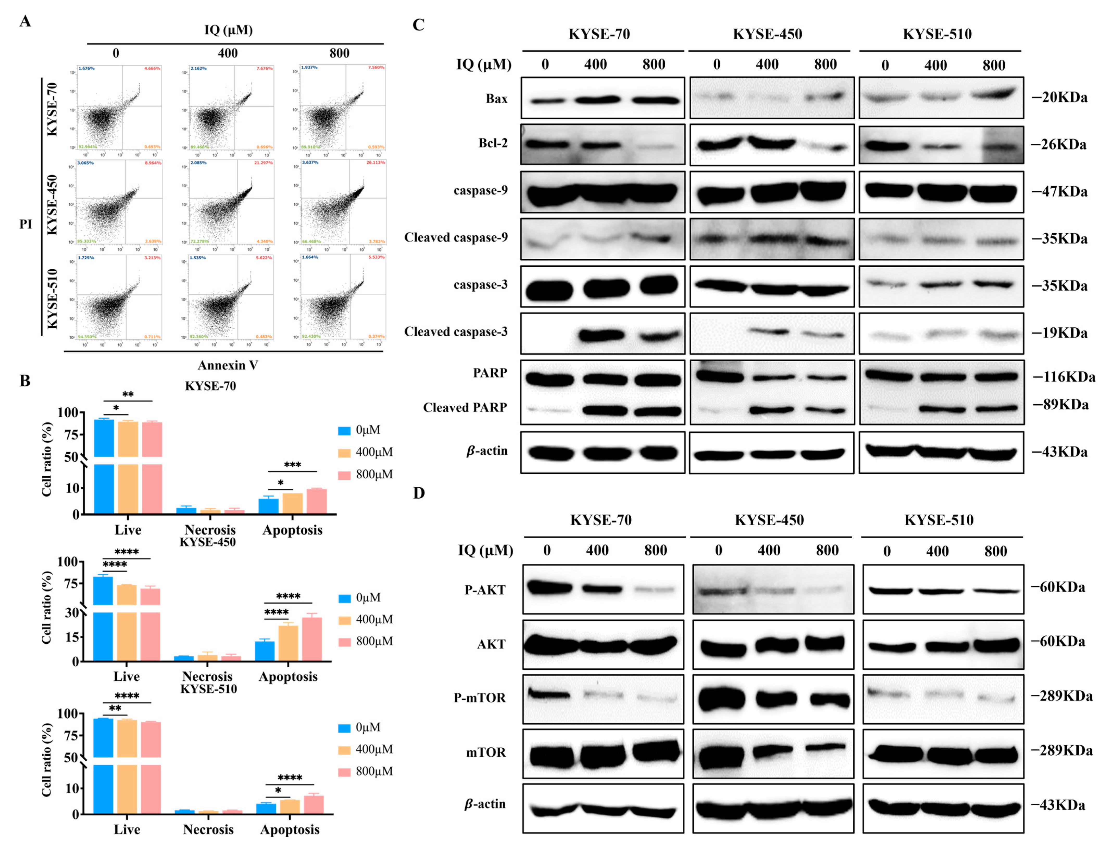 Antioxidants 14 00694 g004