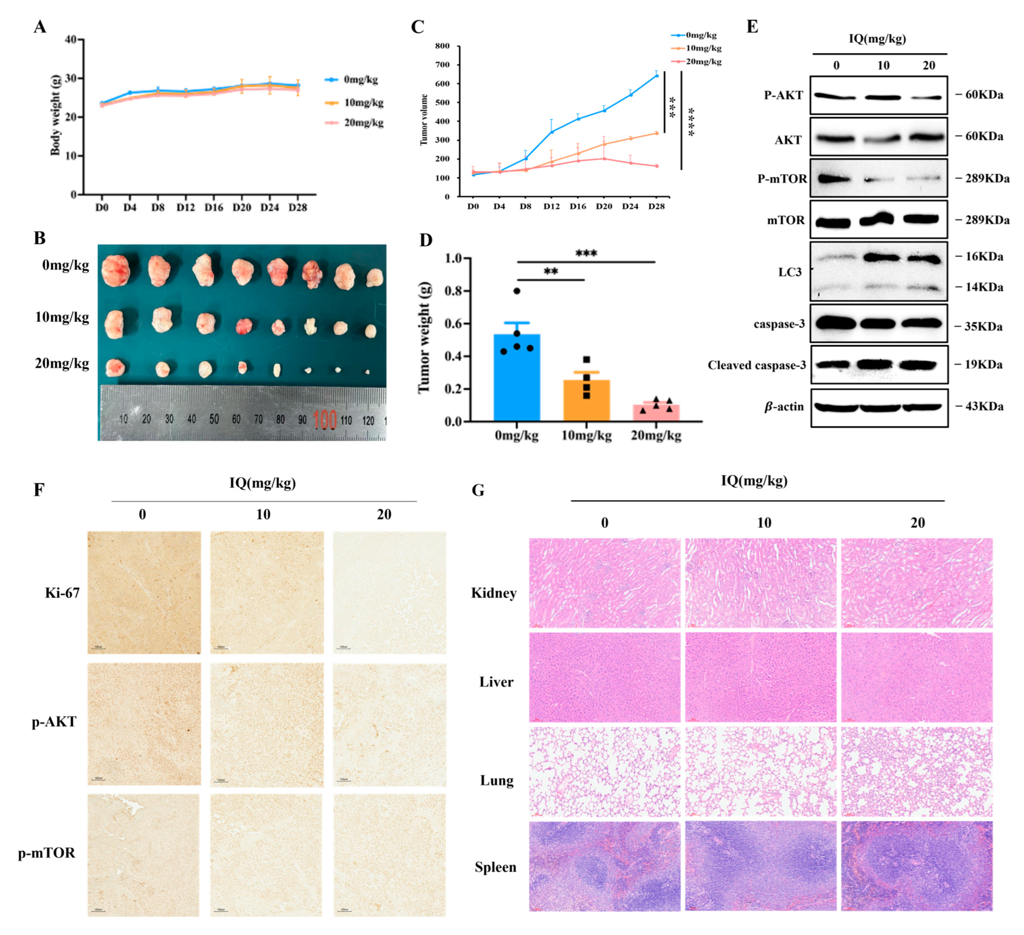 Antioxidants 14 00694 g005