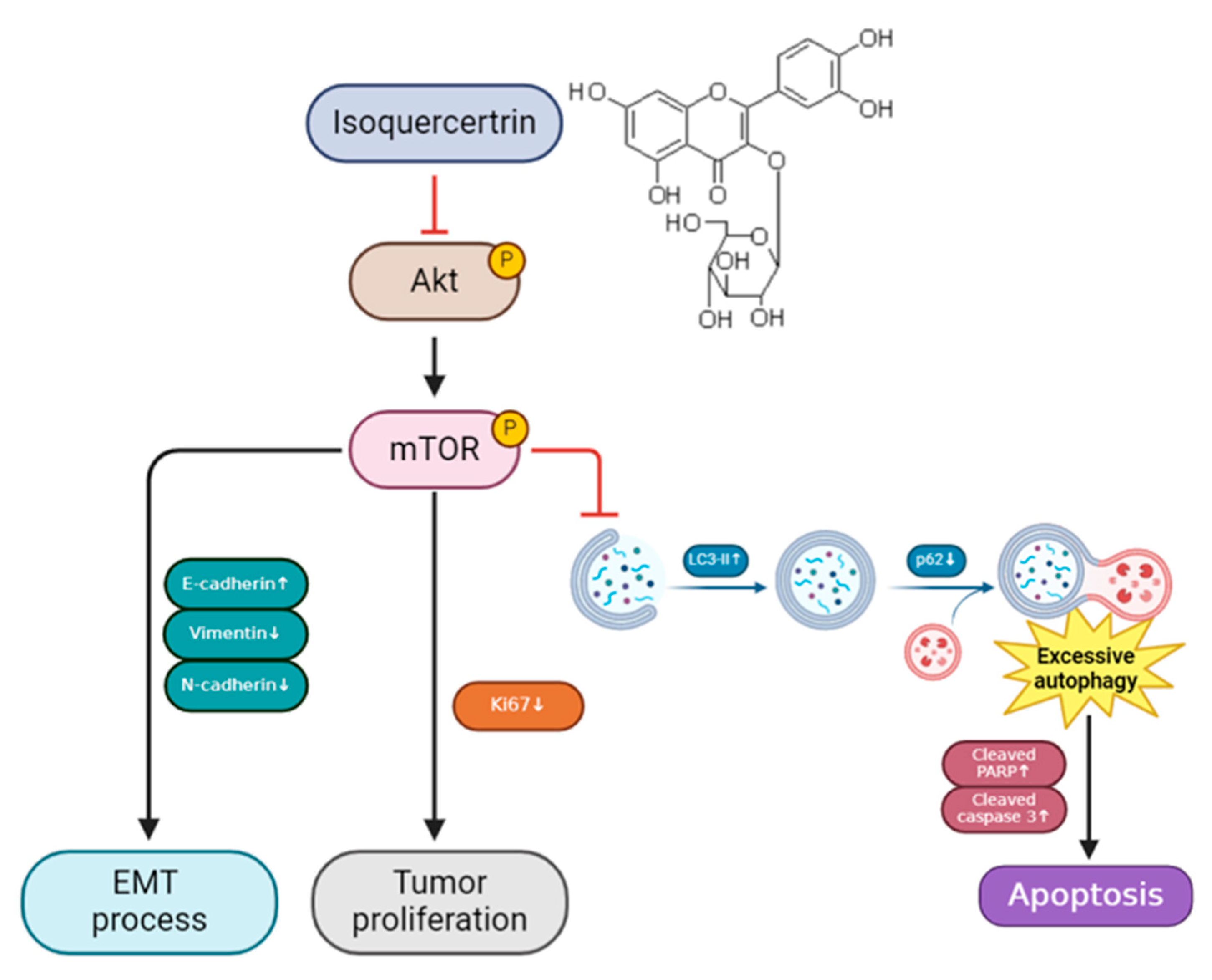 Antioxidants 14 00694 g006