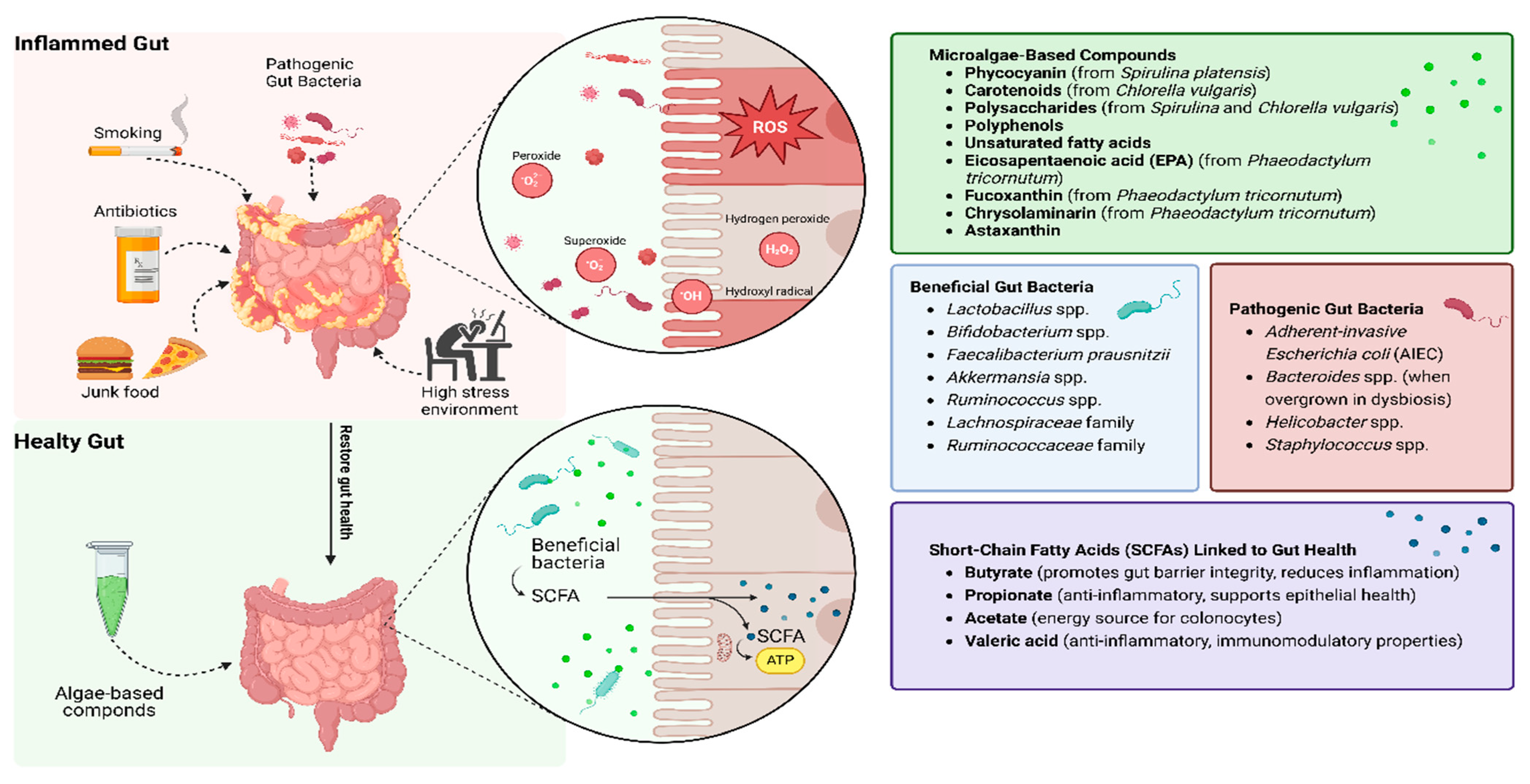 Antioxidants 14 00697 g002