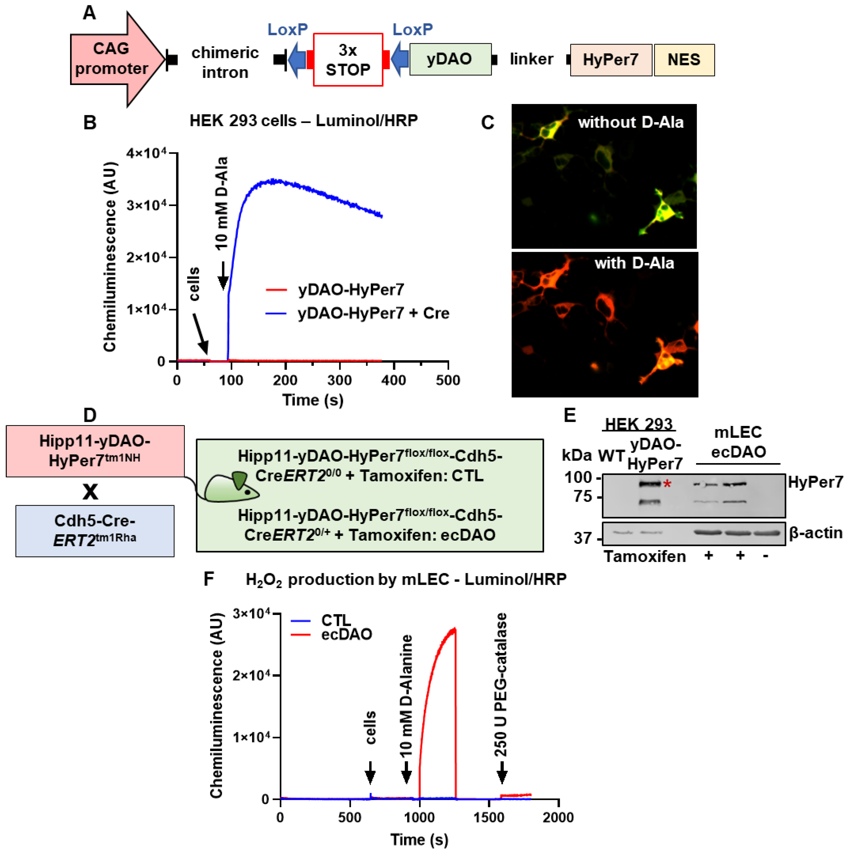 Antioxidants 14 00705 g001