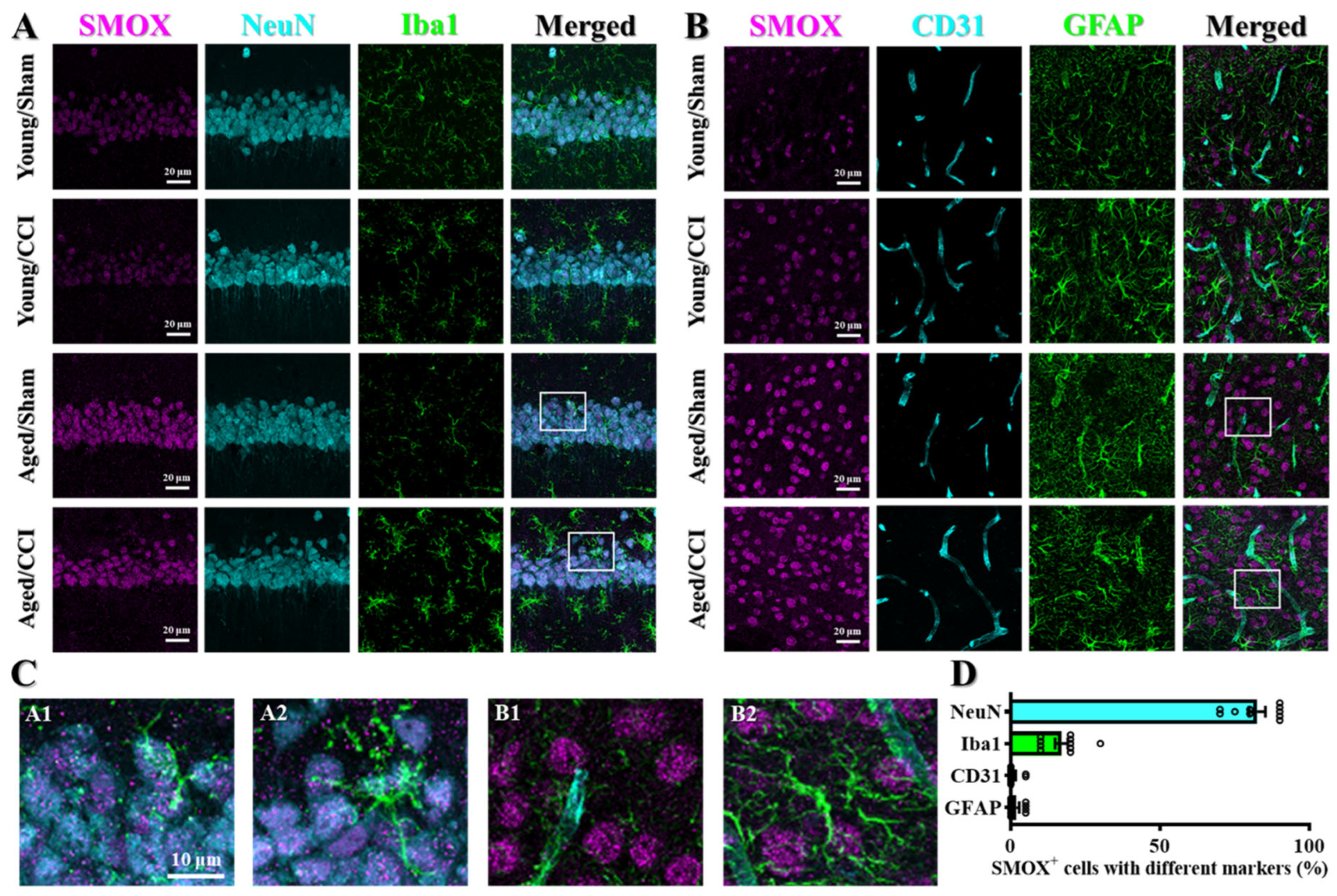 Antioxidants 14 00709 g006