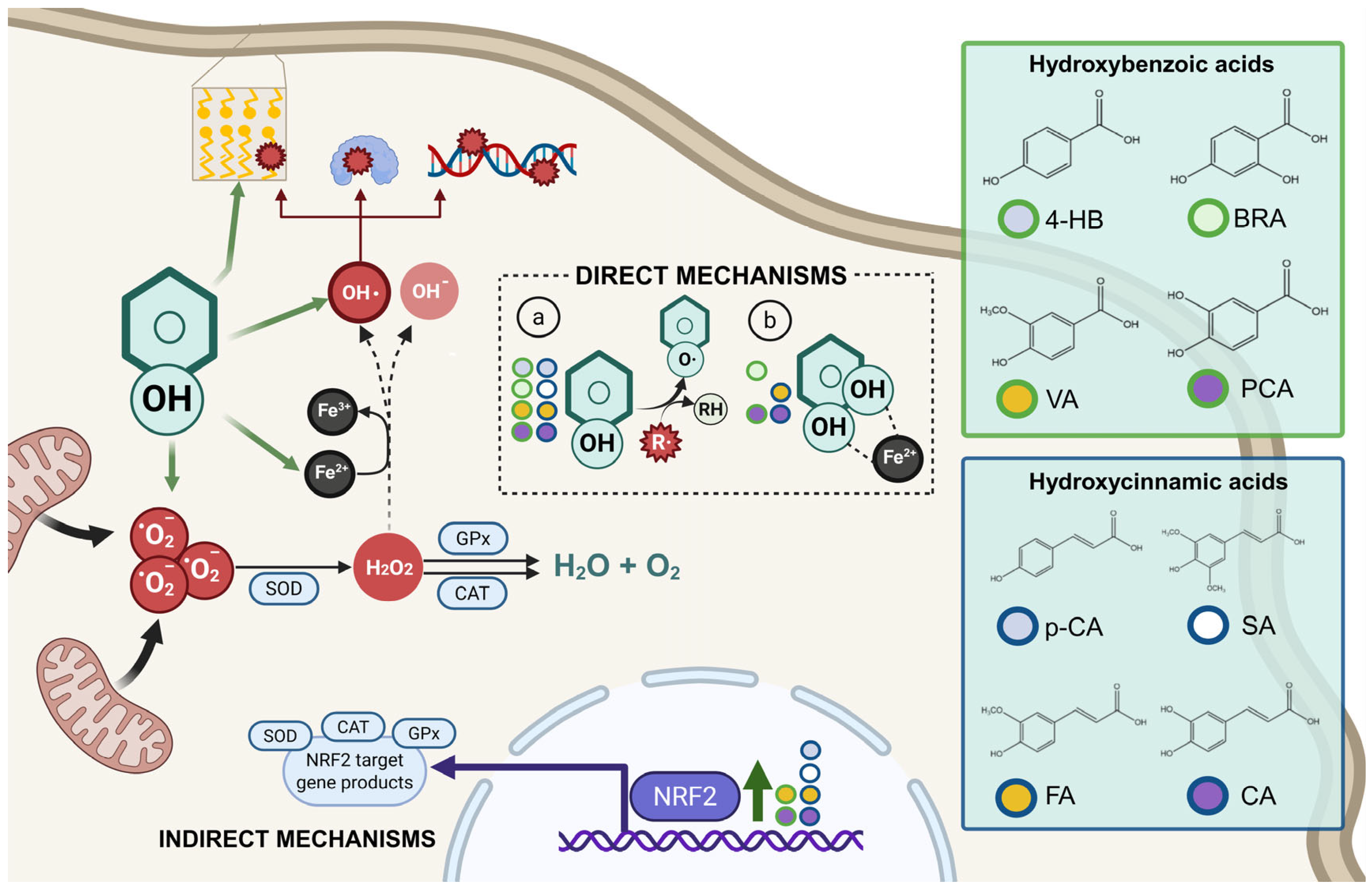 Antioxidants 14 00711 g001