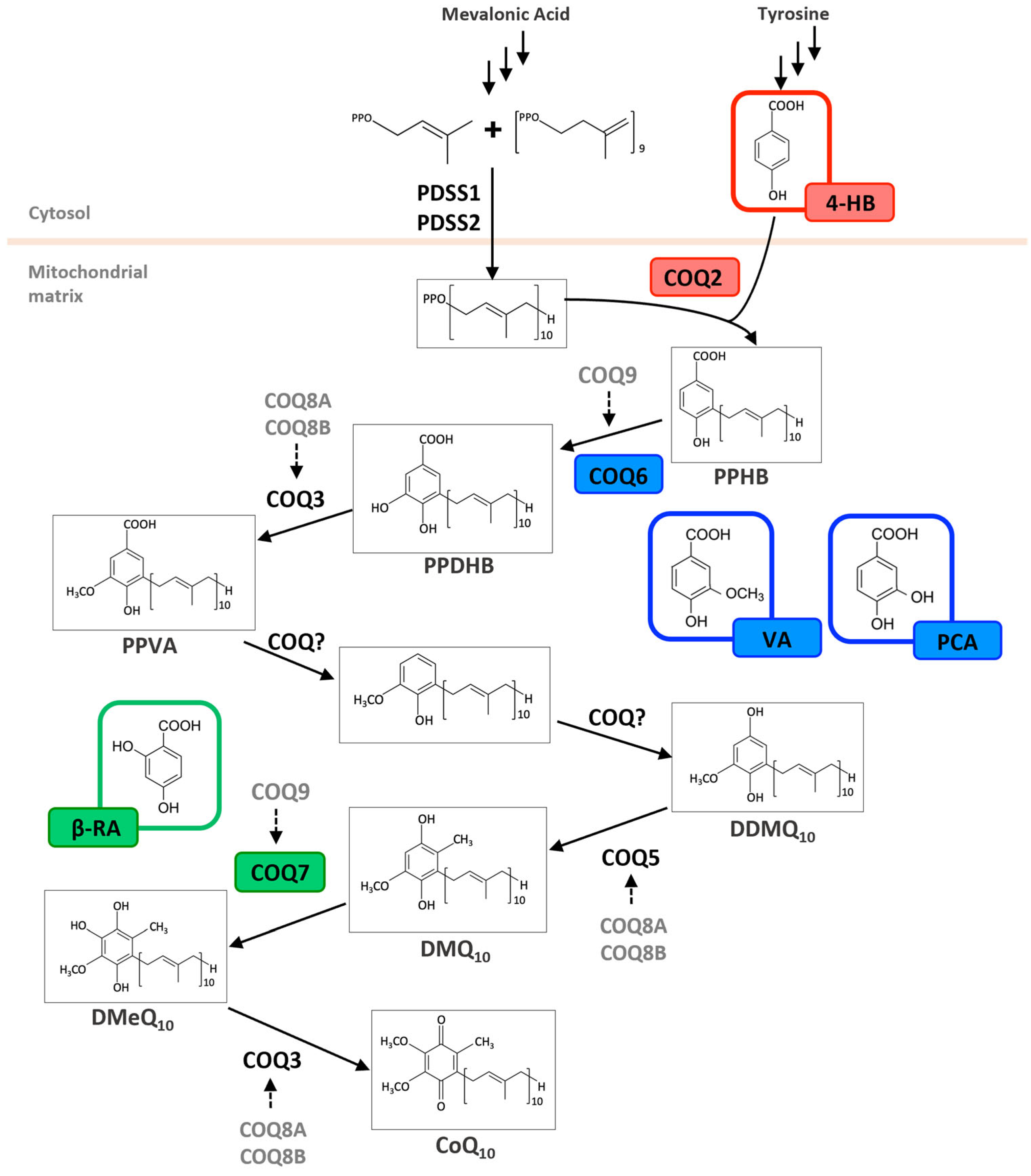 Antioxidants 14 00711 g002