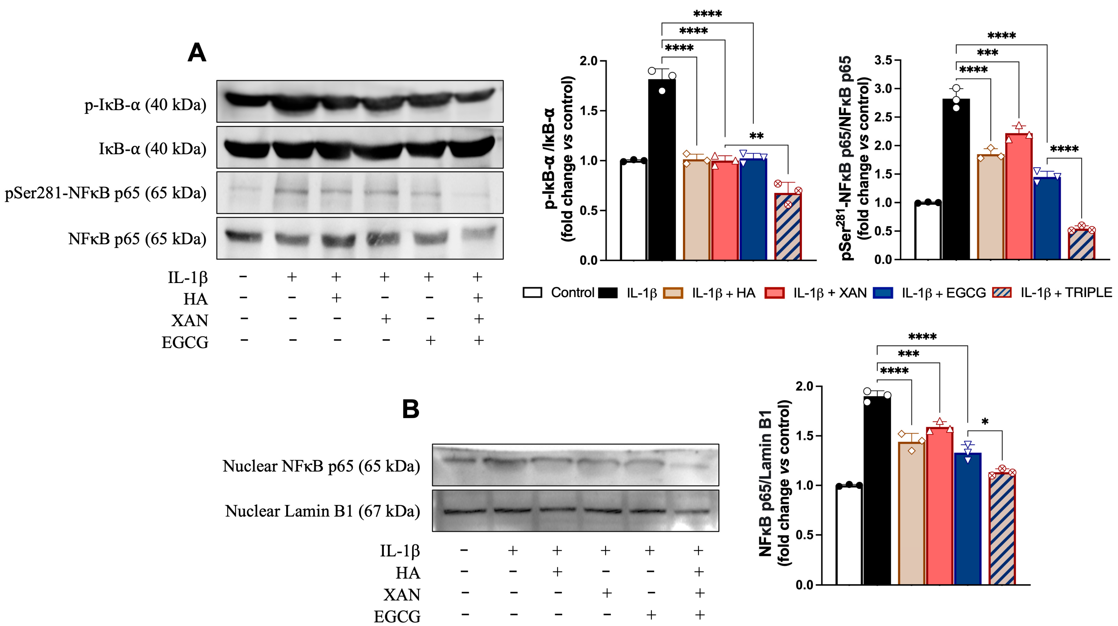 Antioxidants 14 00713 g005