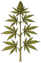 Antioxidants 14 00714 i001