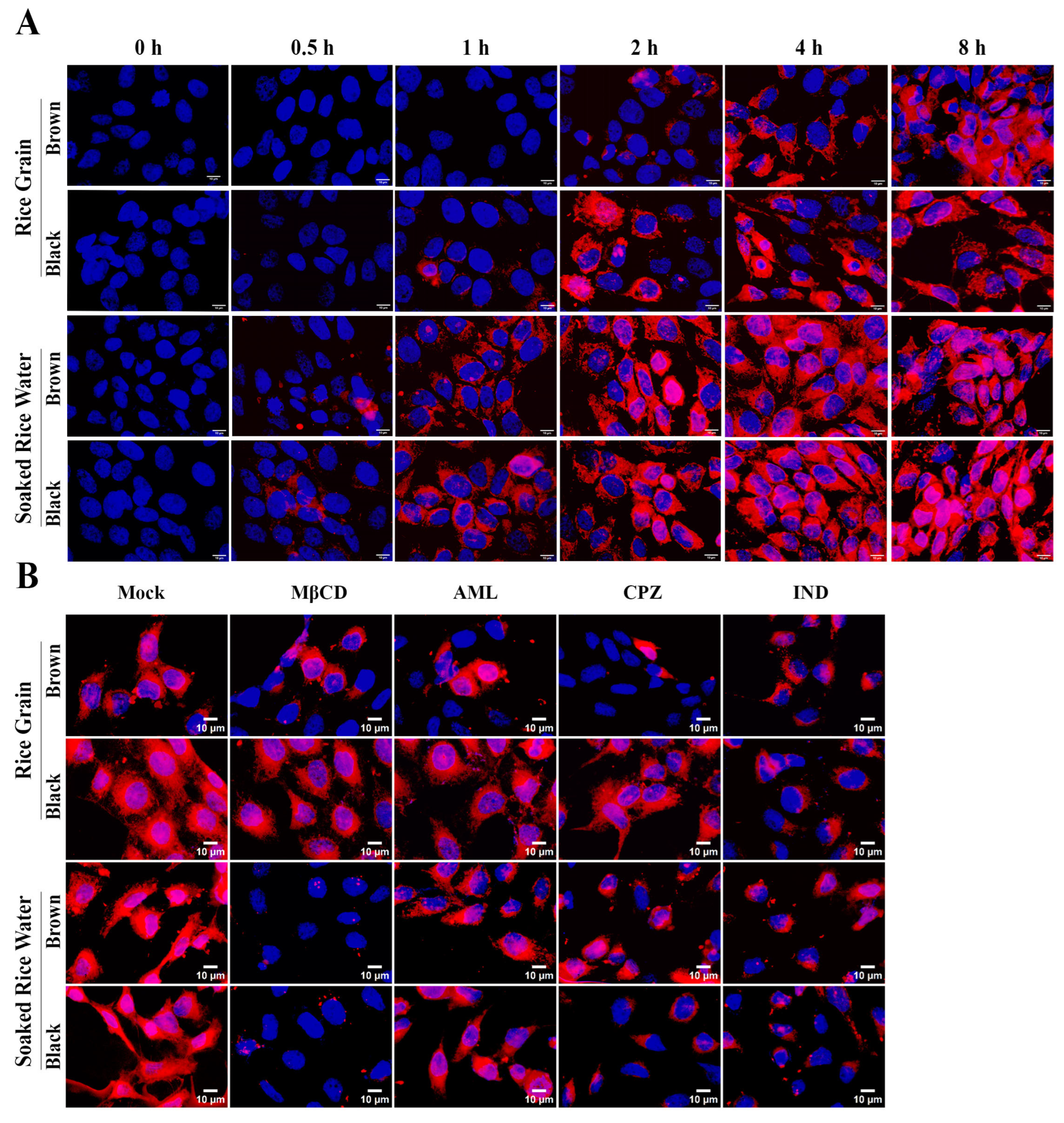 Antioxidants 14 00717 g005 Antioxidants 14 00717 g005