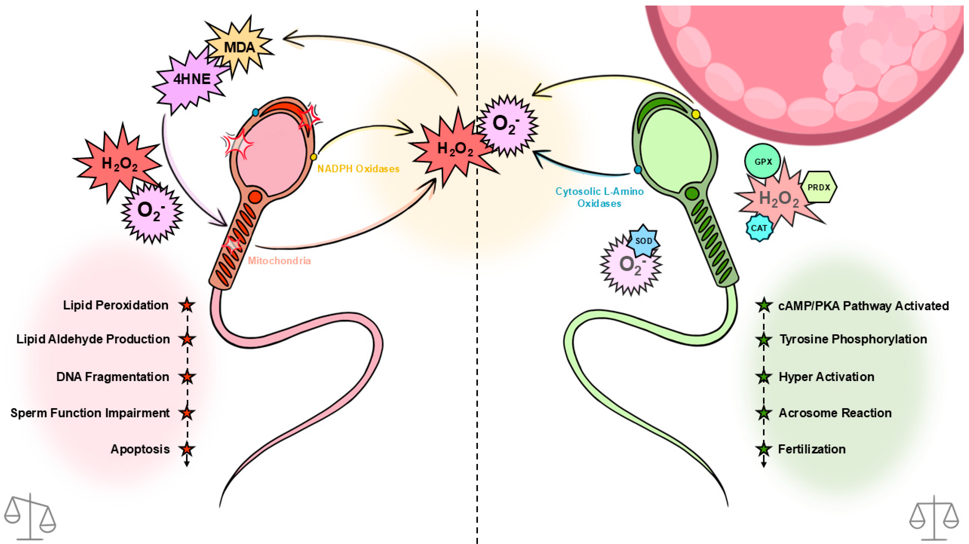 Antioxidants 14 00718 g001