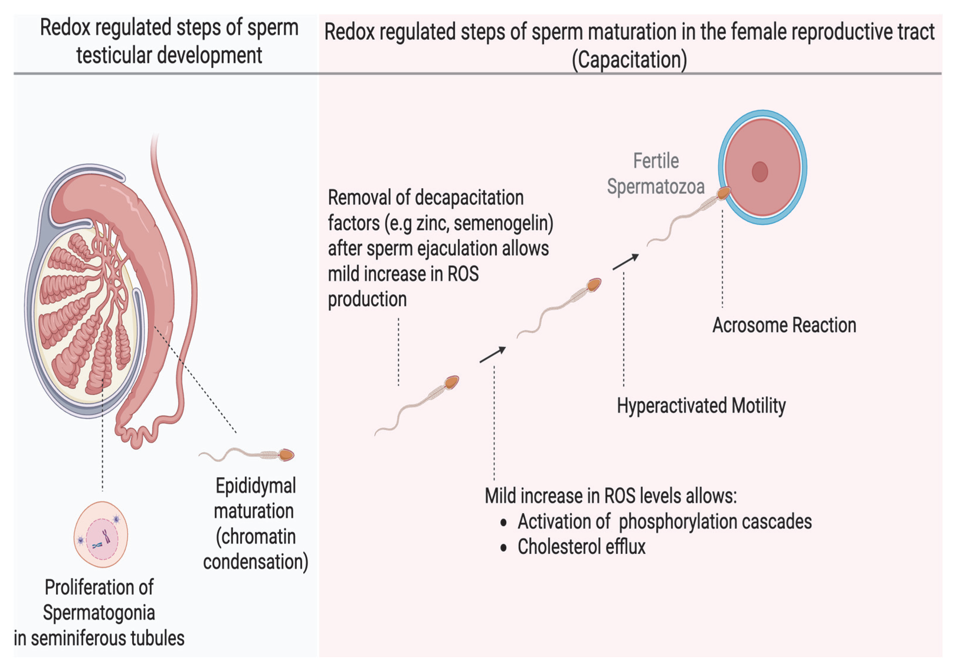 Antioxidants 14 00720 g001