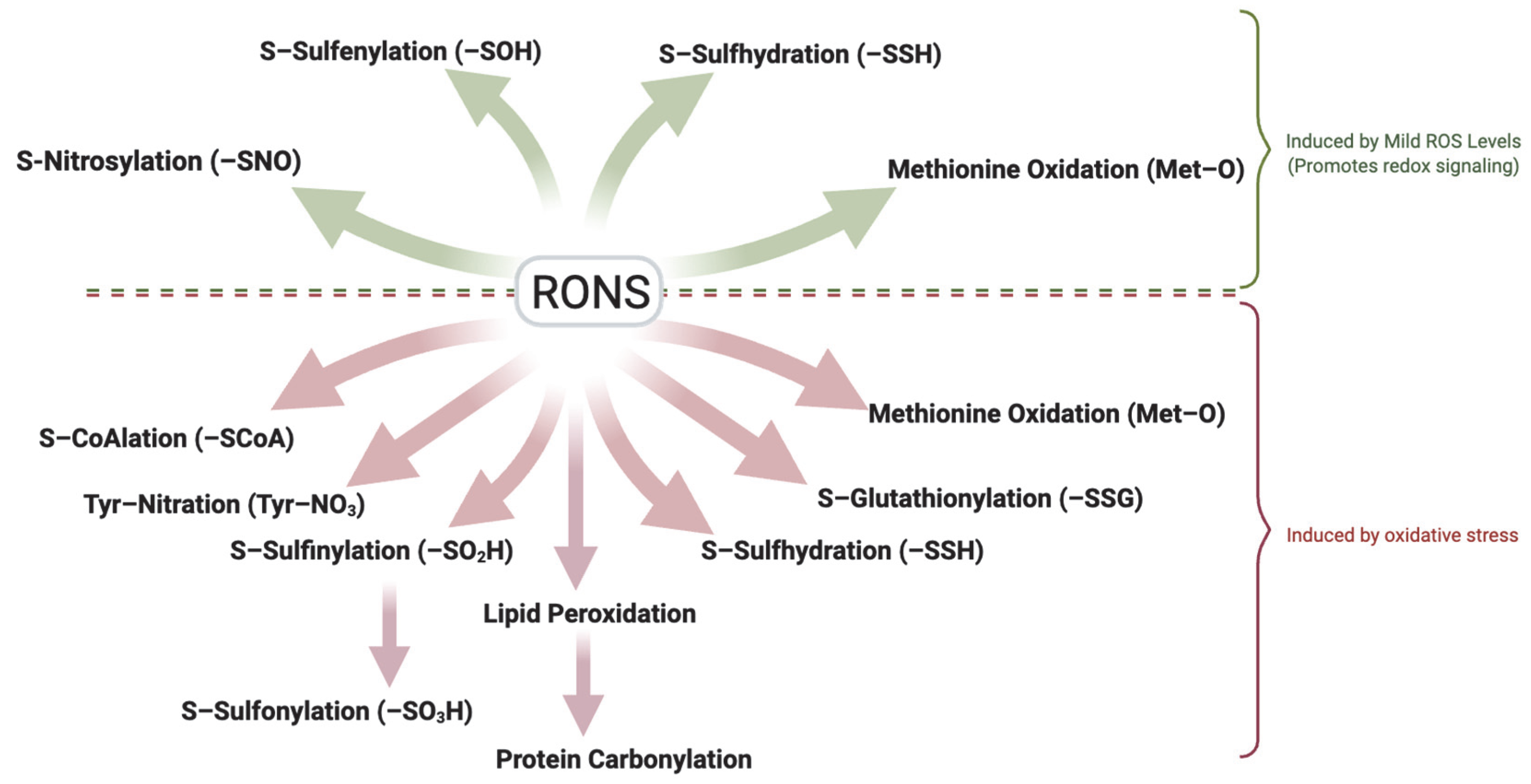 Antioxidants 14 00720 g002