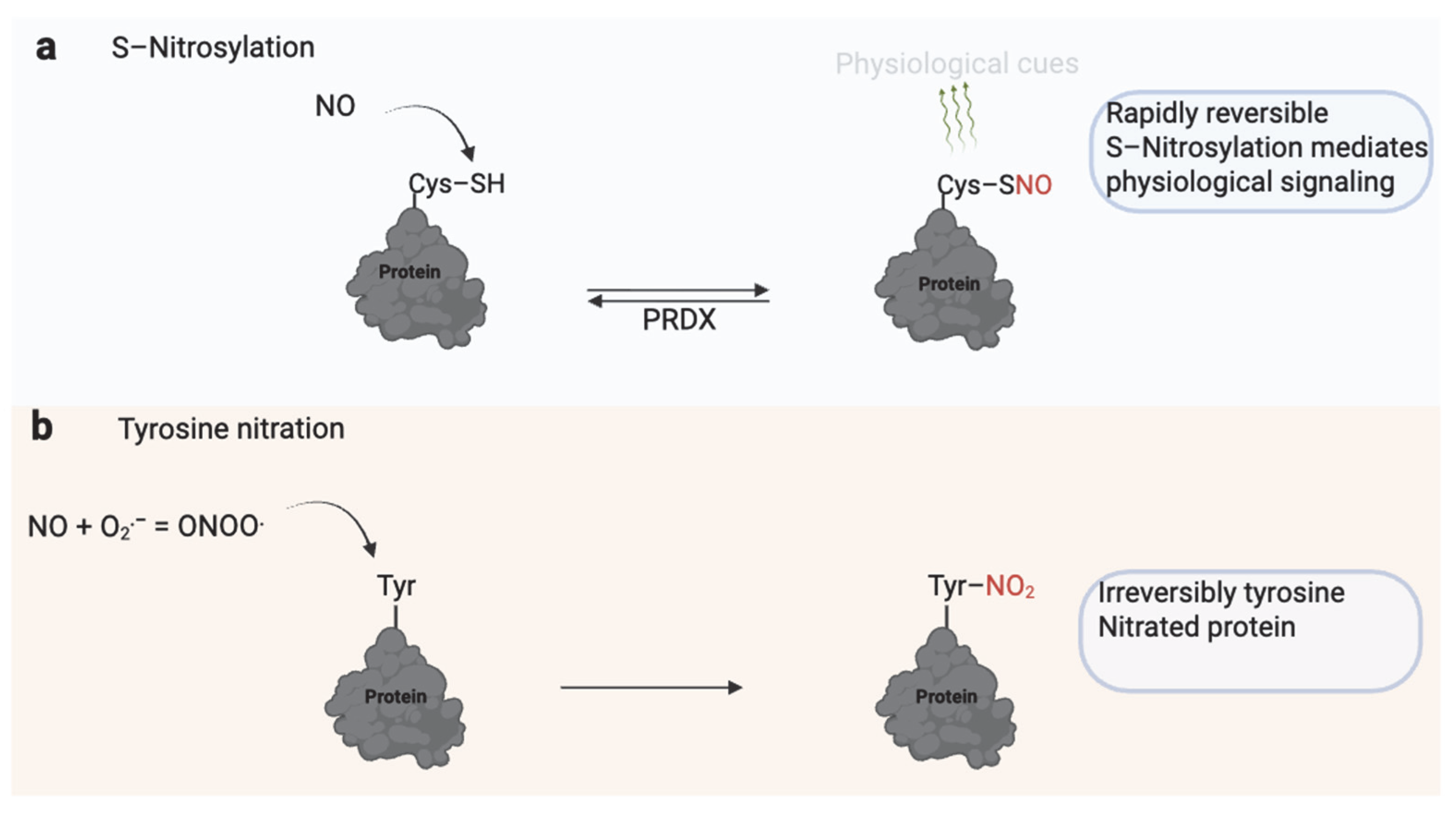Antioxidants 14 00720 g005