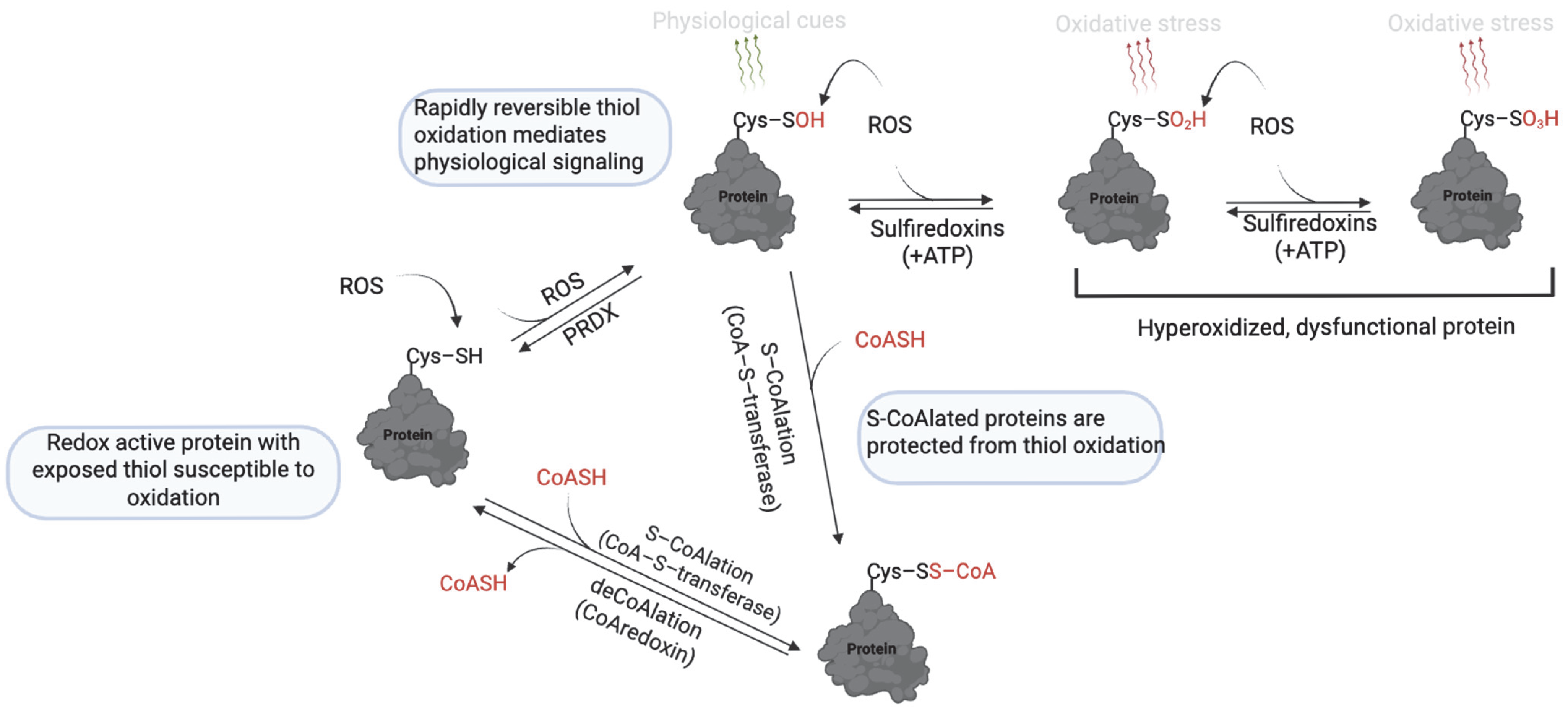 Antioxidants 14 00720 g007