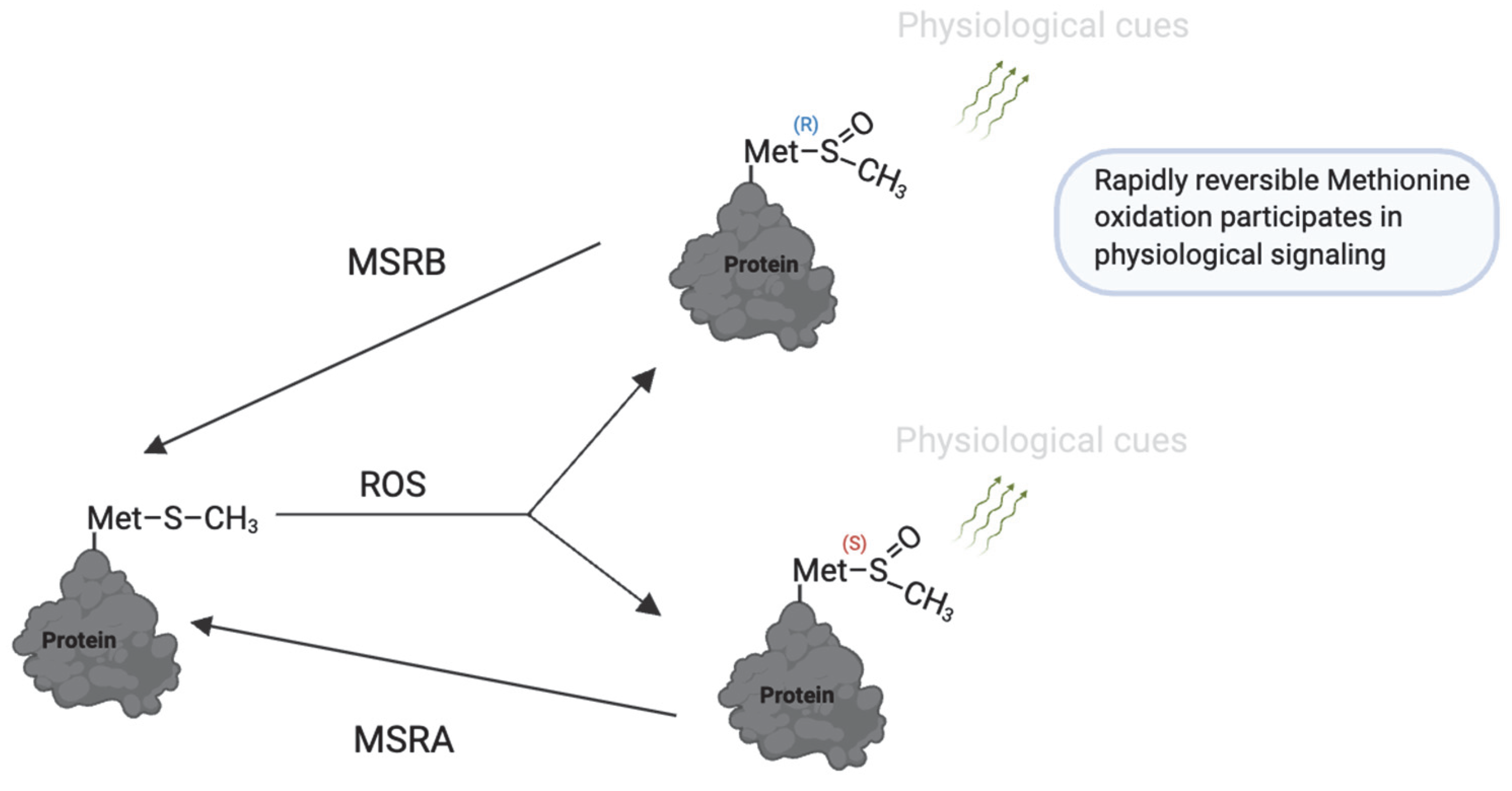 Antioxidants 14 00720 g008