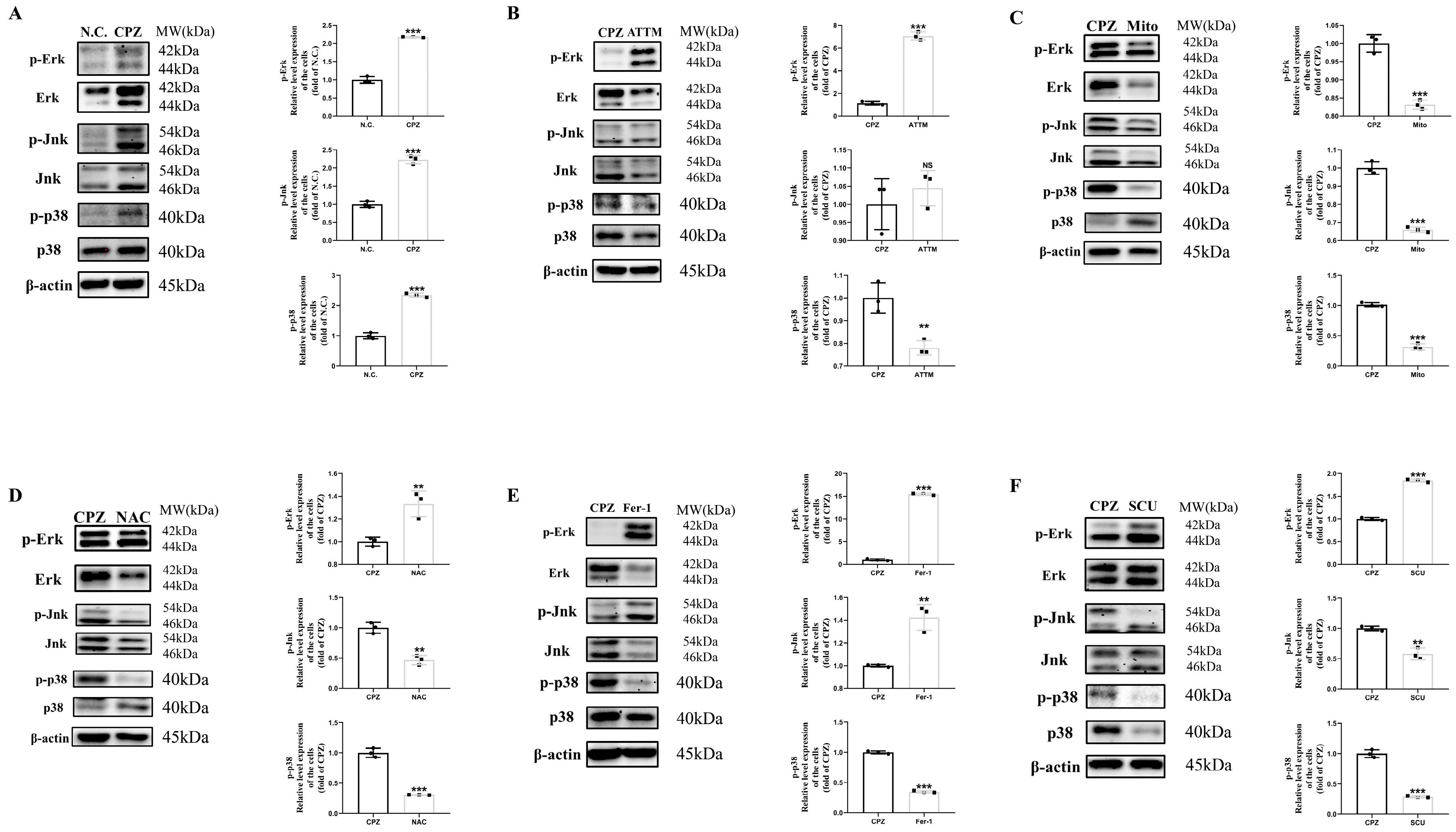 Antioxidants 14 00723 g009