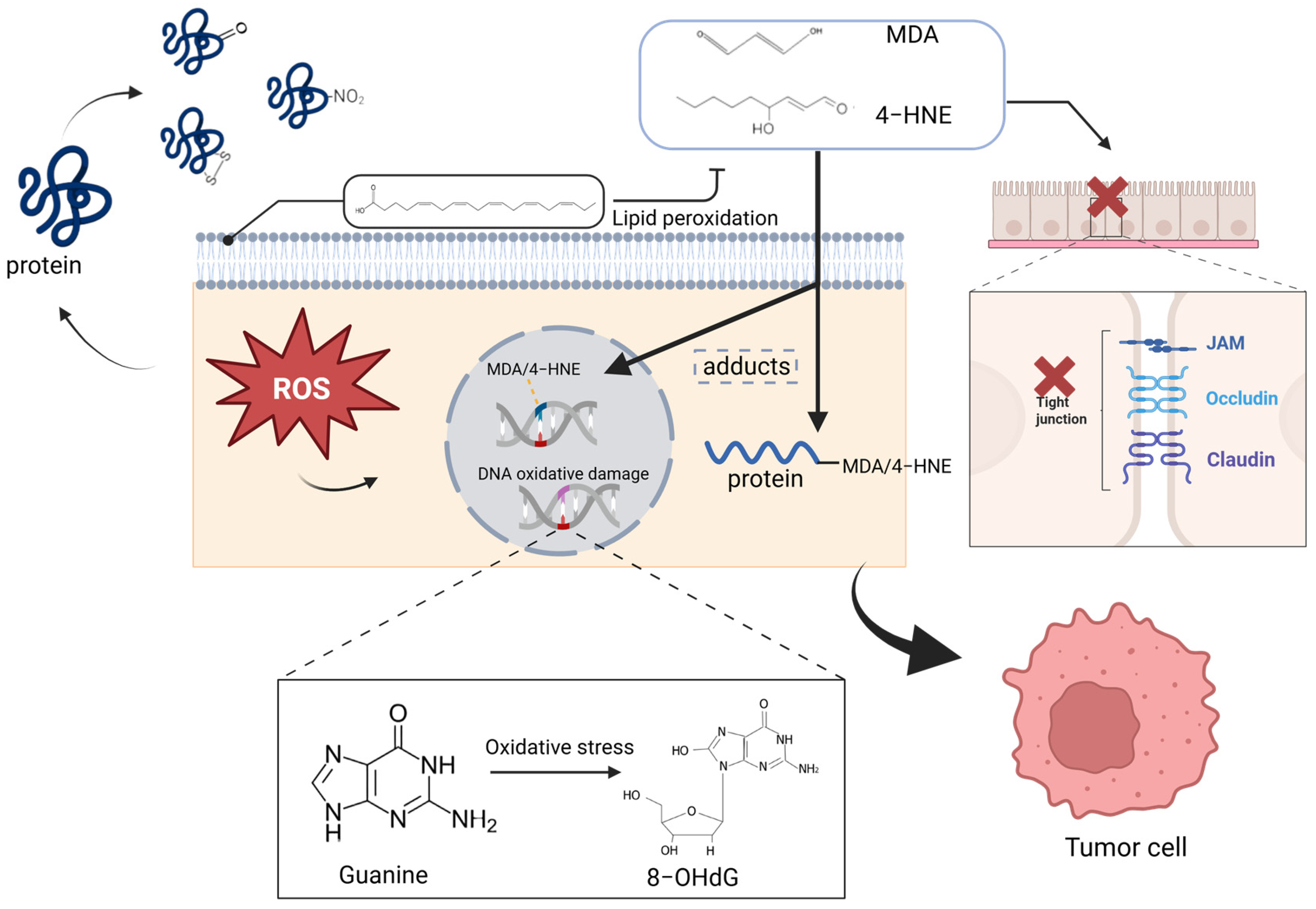 Antioxidants 14 00726 g002