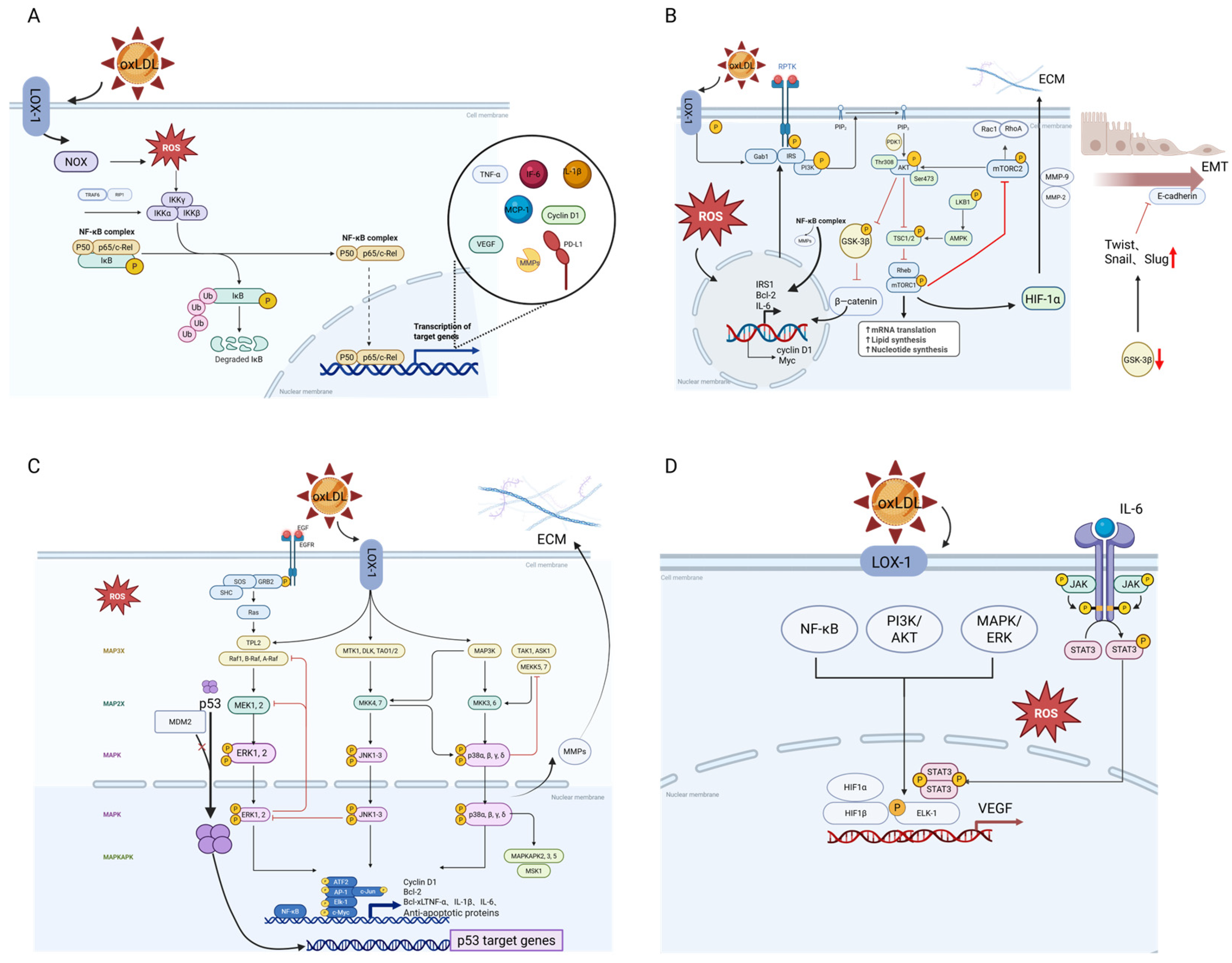 Antioxidants 14 00726 g003
