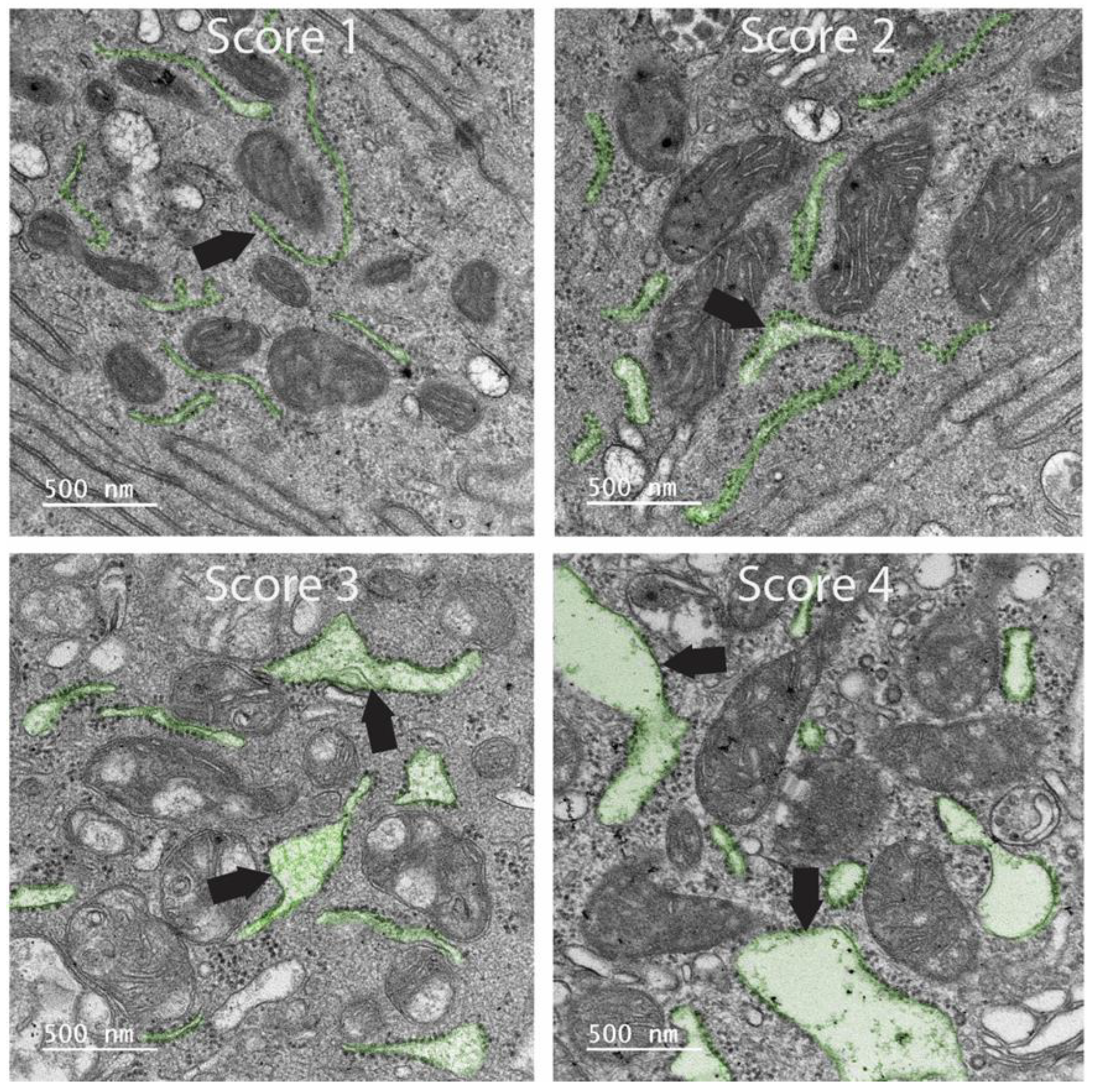 Antioxidants 14 00727 g001