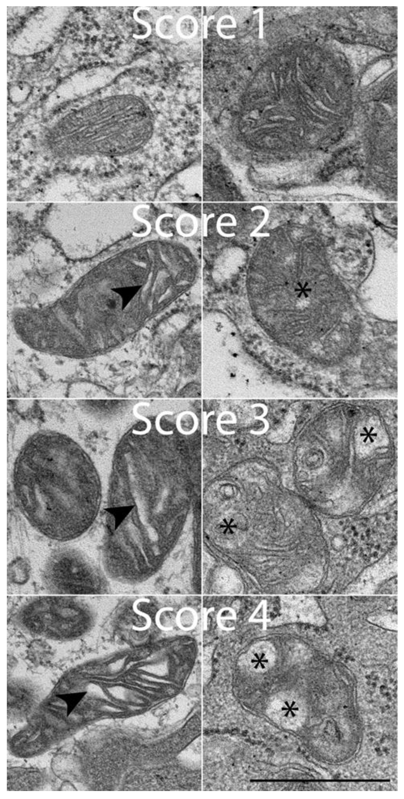 Antioxidants 14 00727 g002