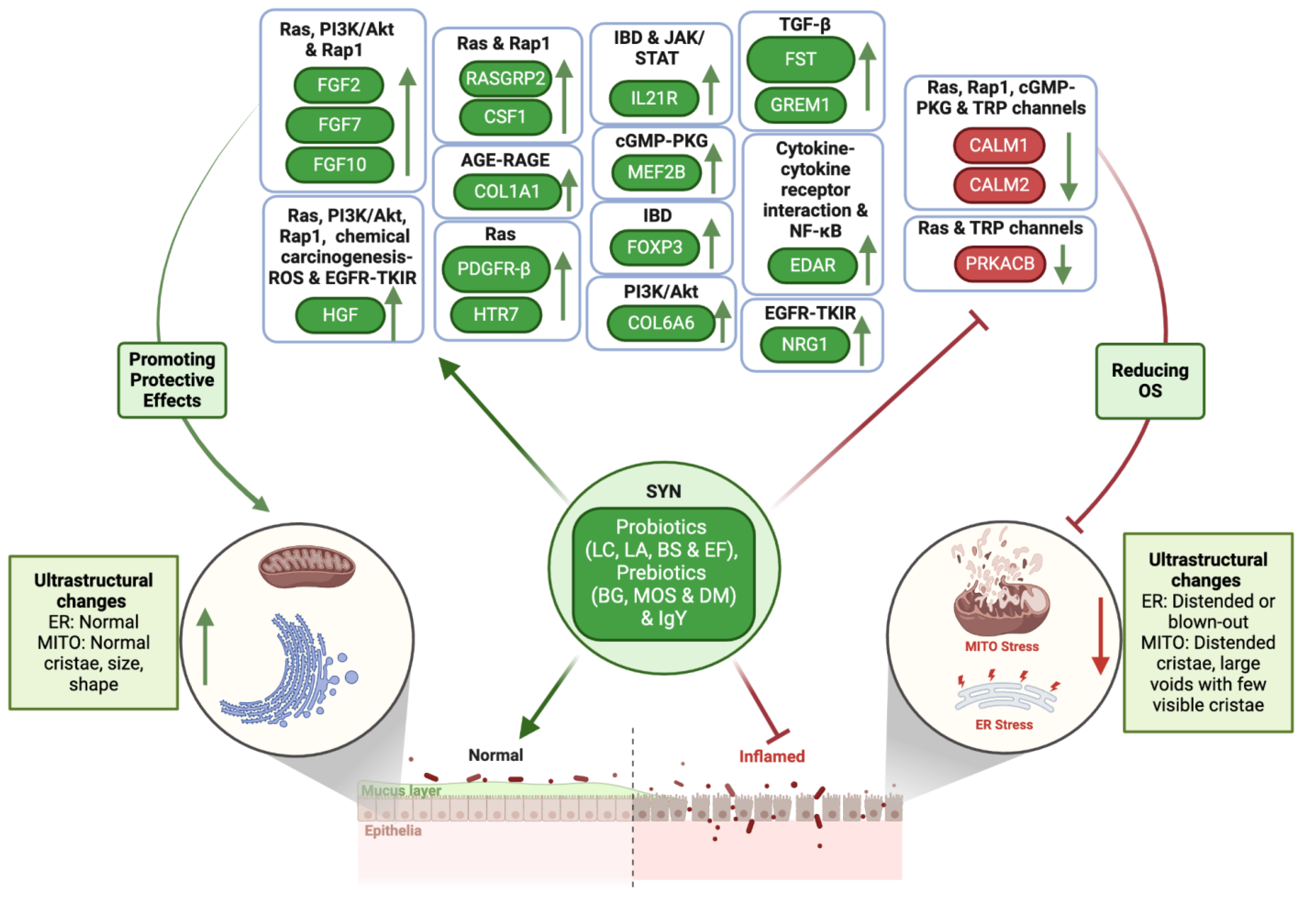 Antioxidants 14 00727 g011
