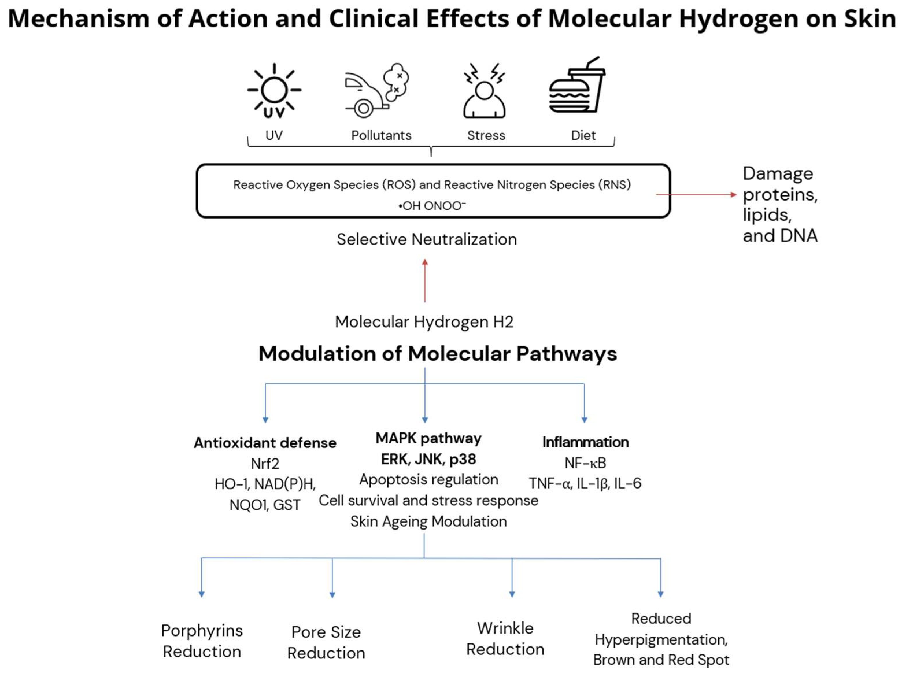 Antioxidants 14 00729 g006