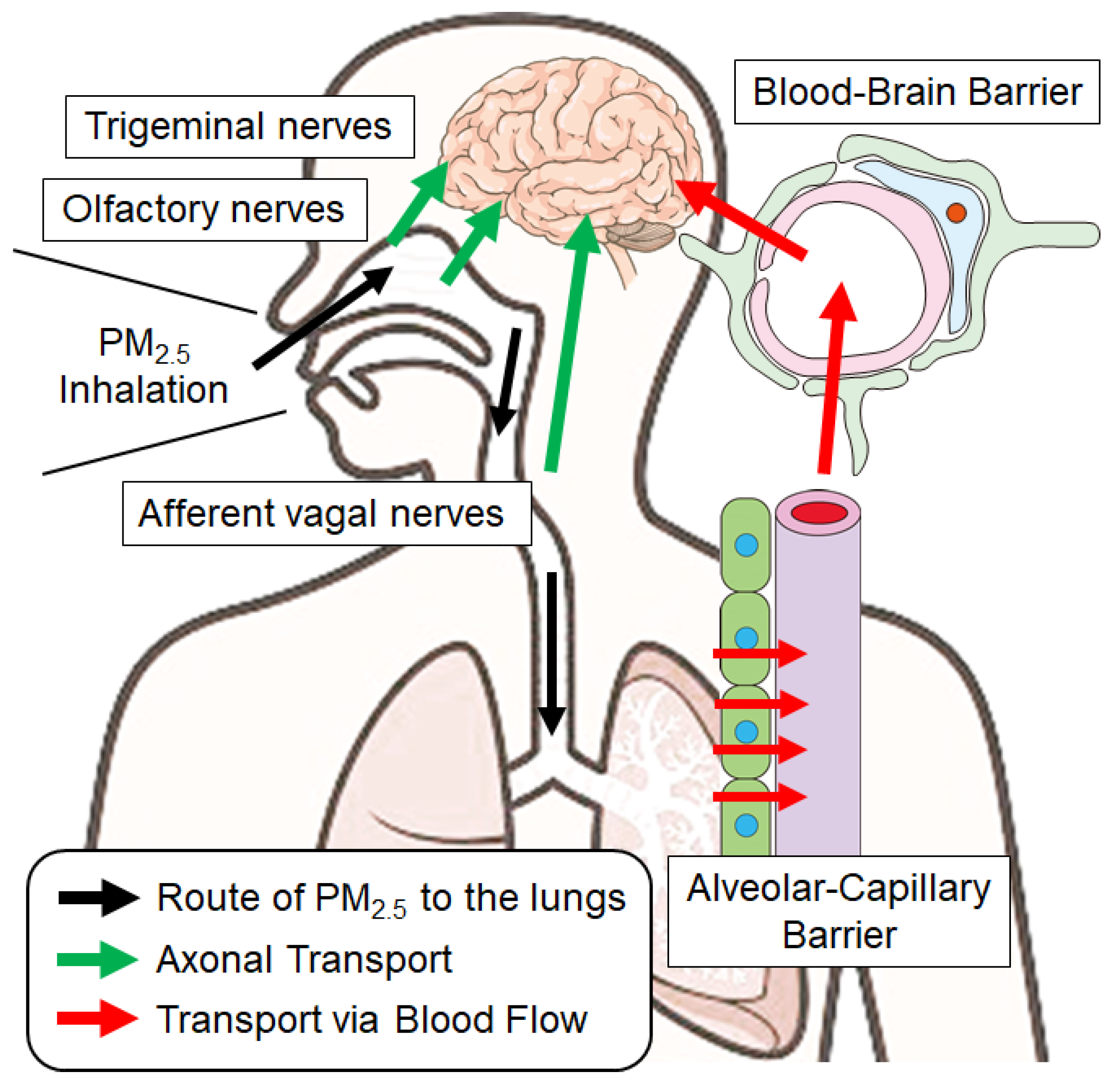 Antioxidants 14 00730 g002