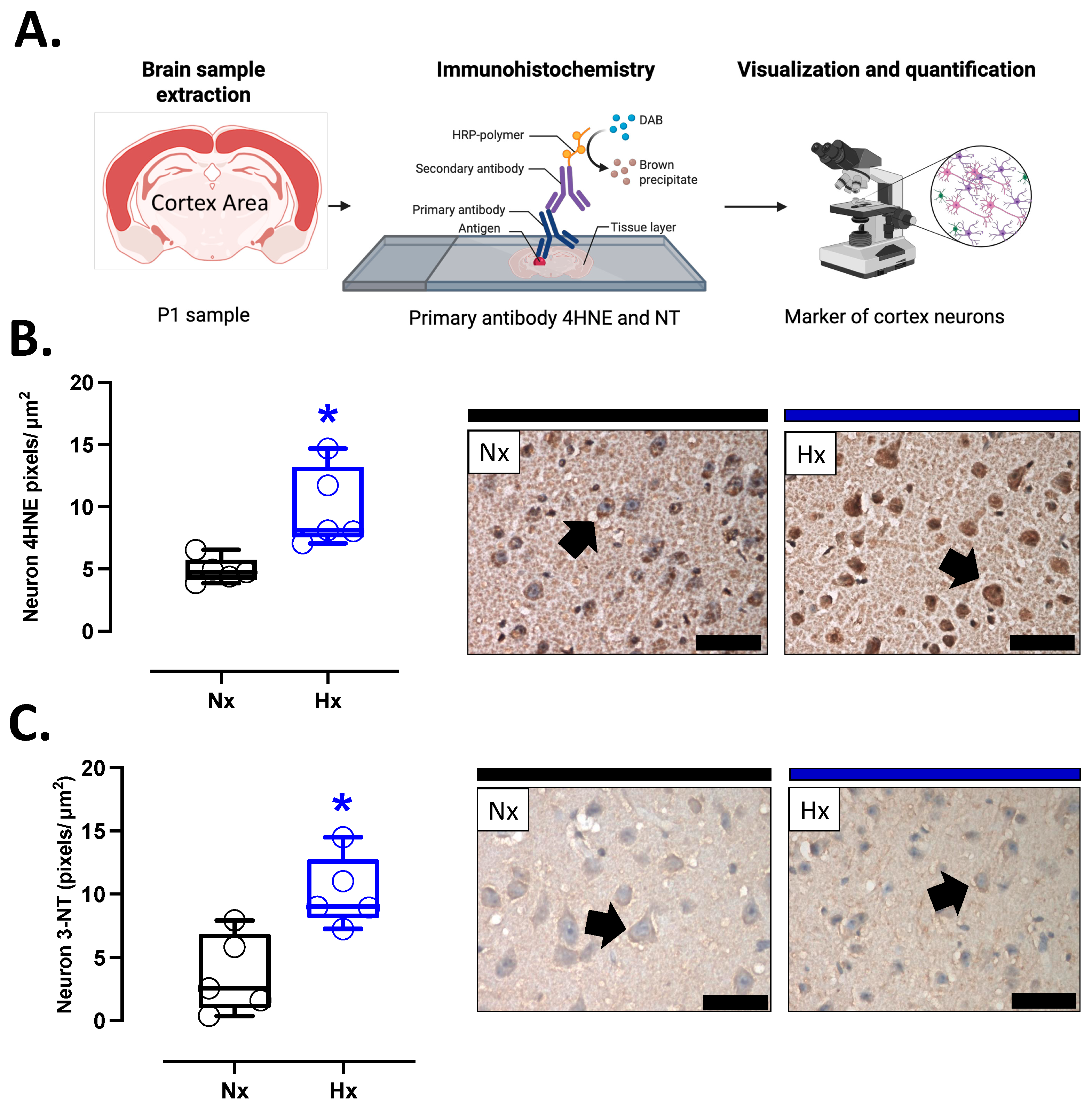 Antioxidants 14 00736 g003