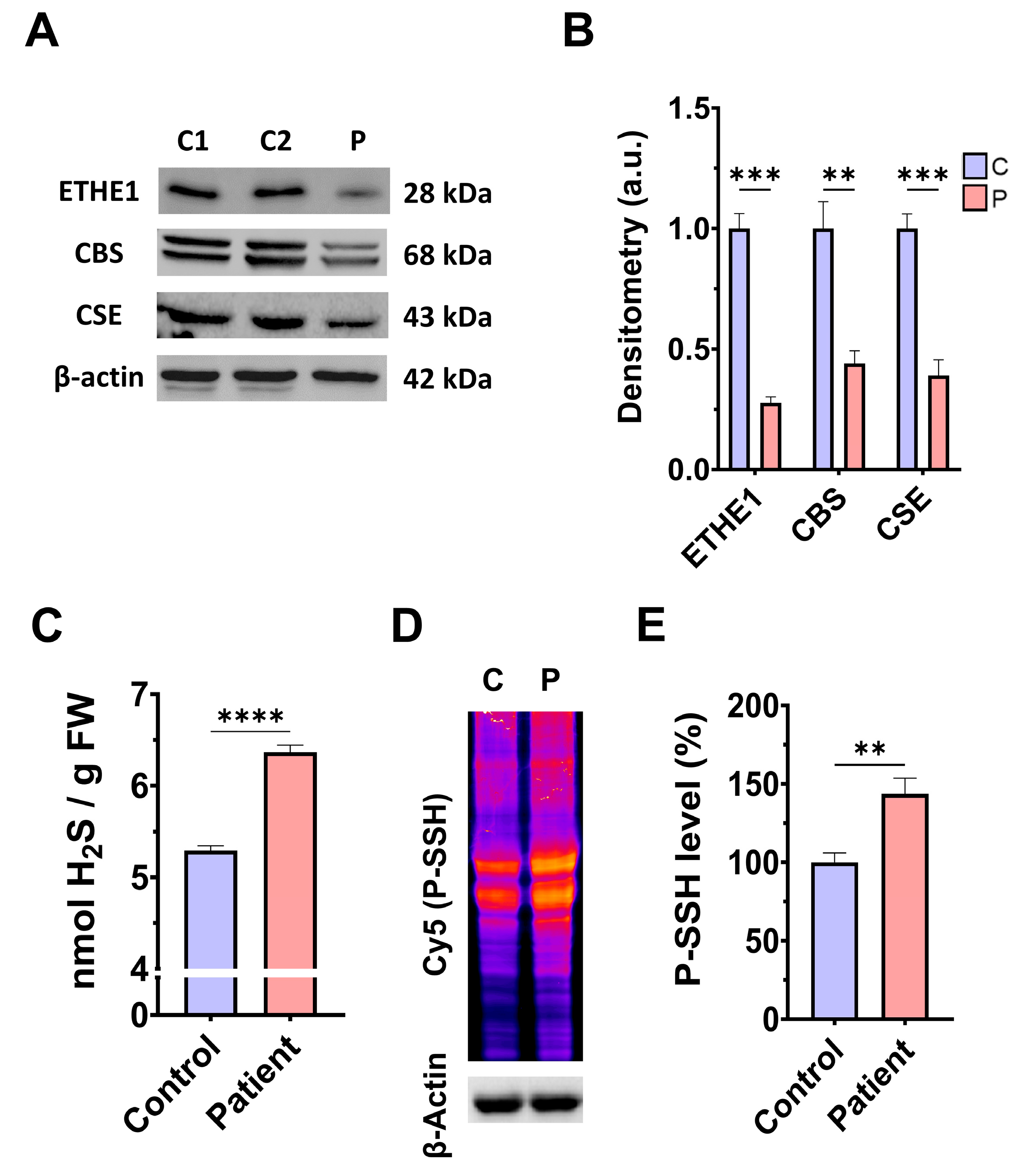 Antioxidants 14 00741 g001