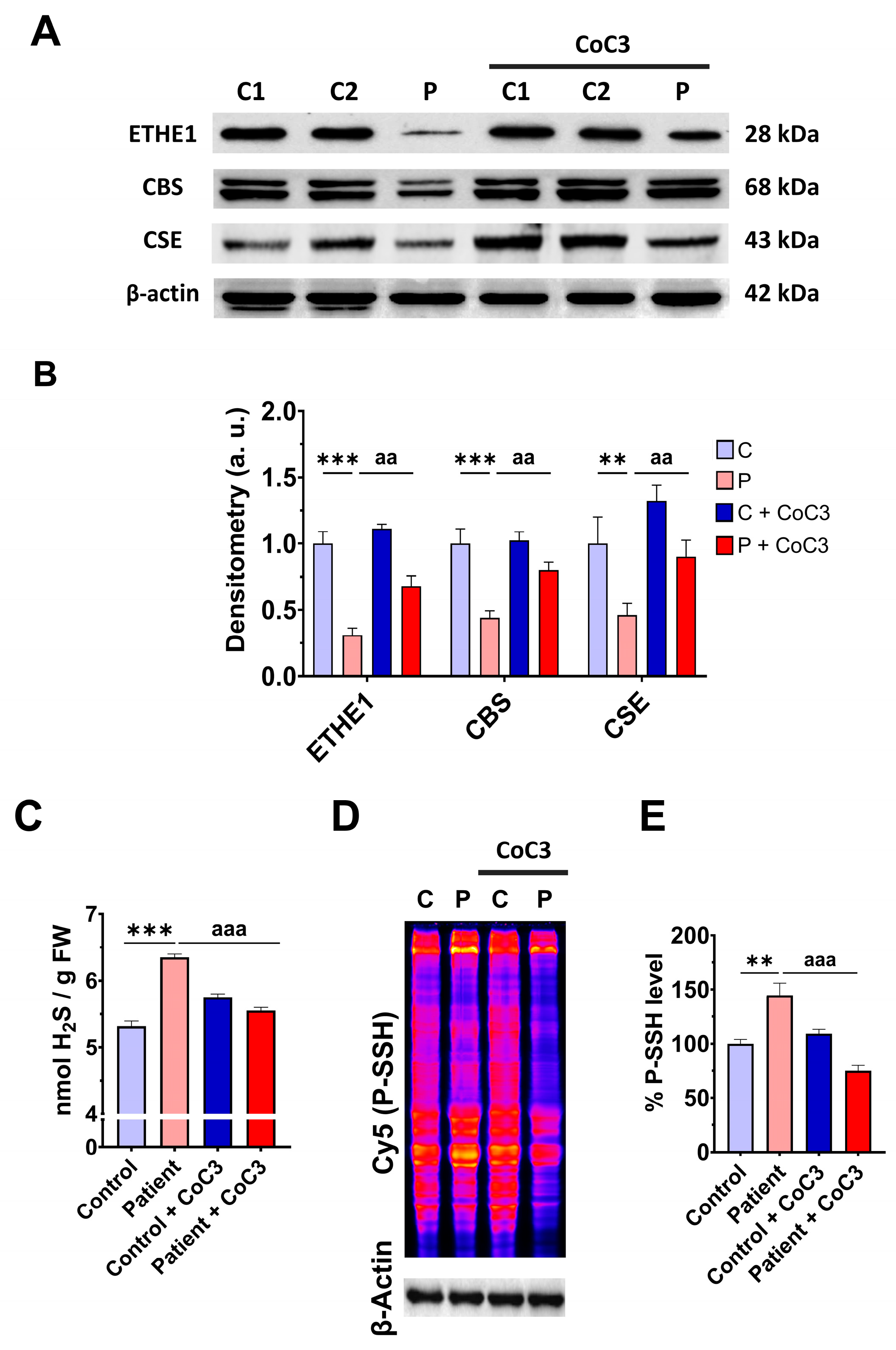 Antioxidants 14 00741 g007
