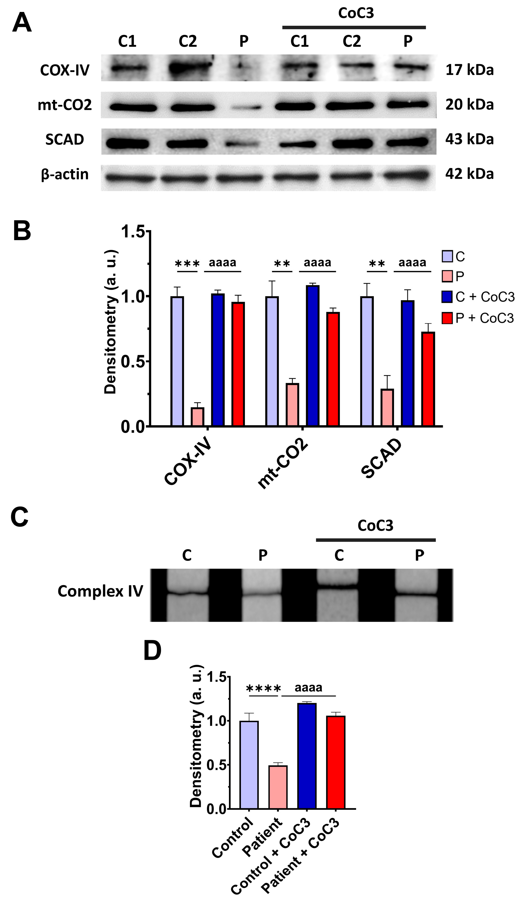 Antioxidants 14 00741 g008