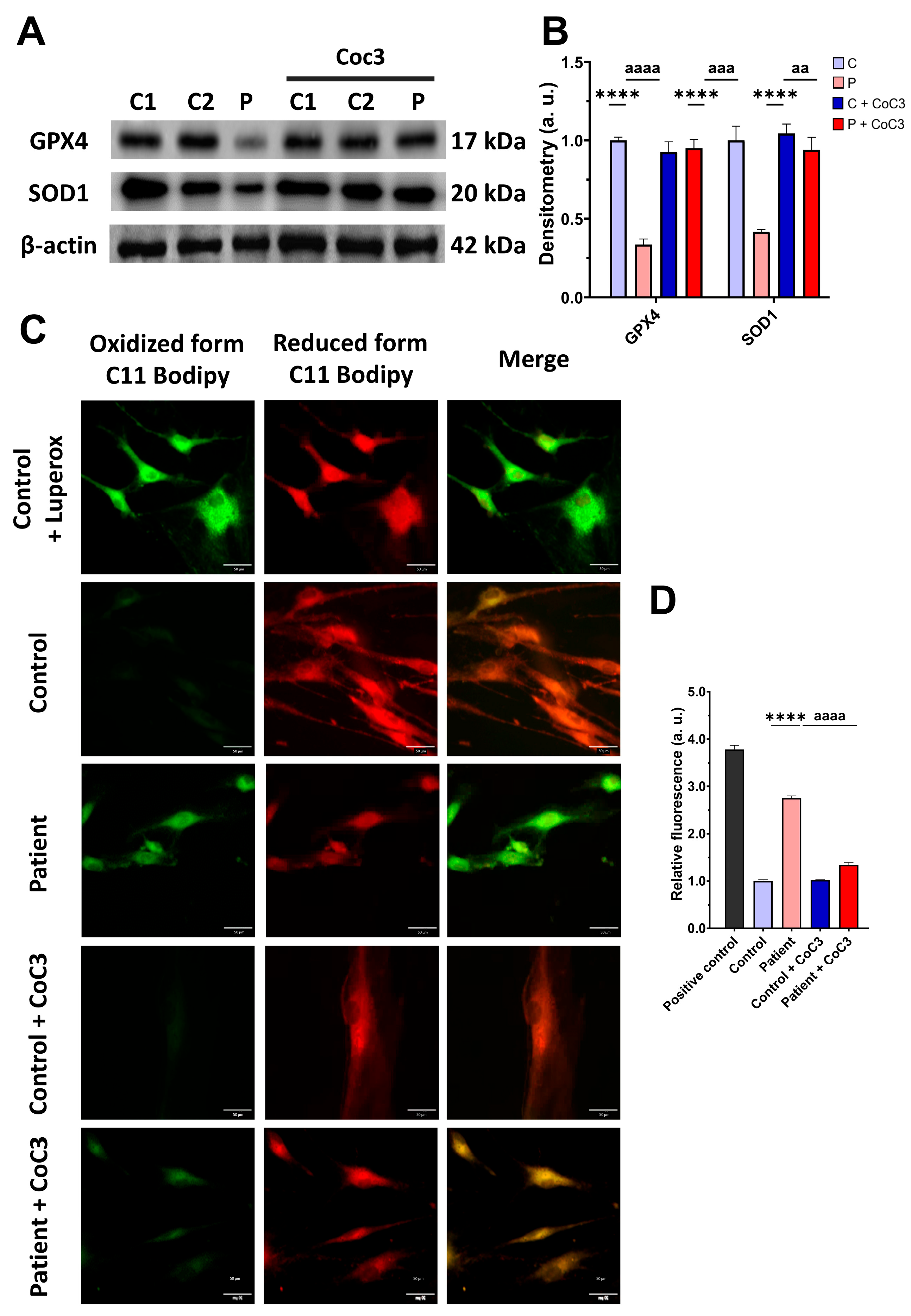 Antioxidants 14 00741 g012