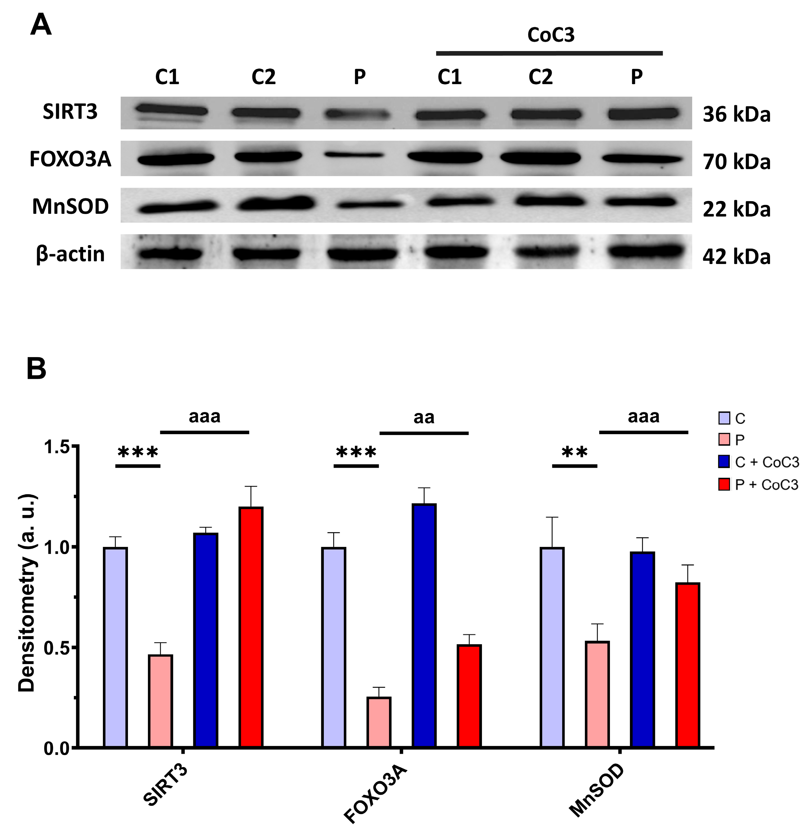 Antioxidants 14 00741 g016