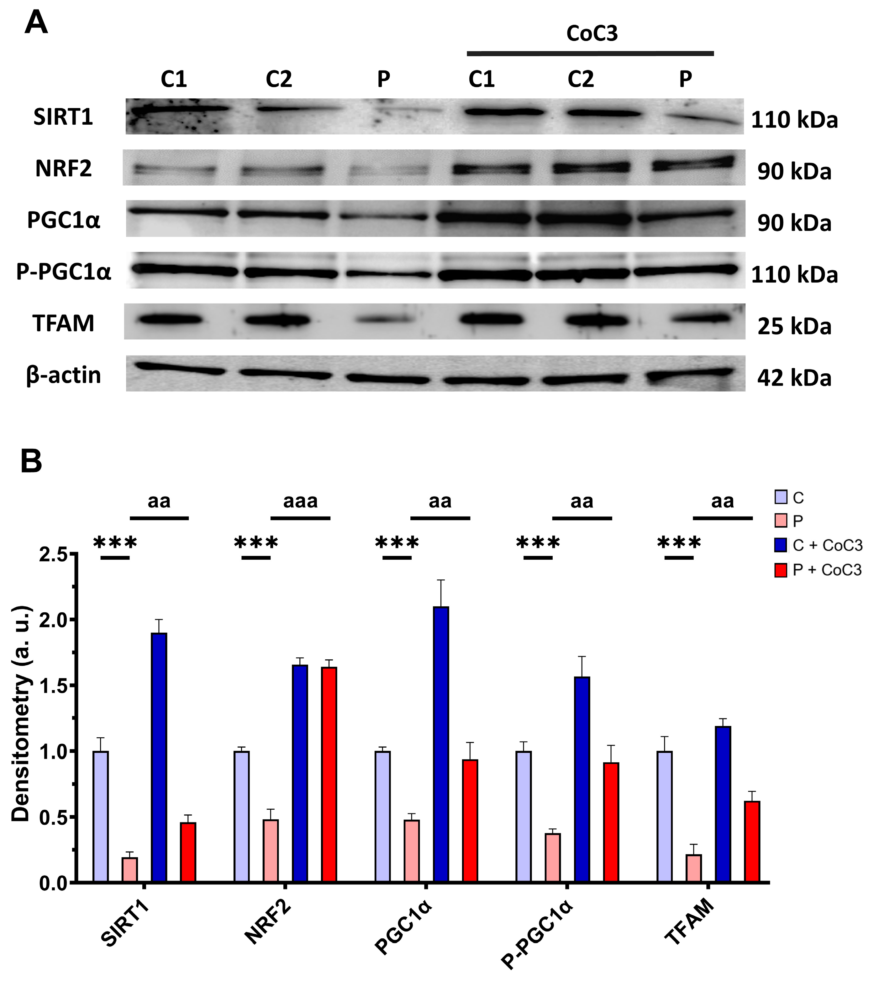 Antioxidants 14 00741 g017