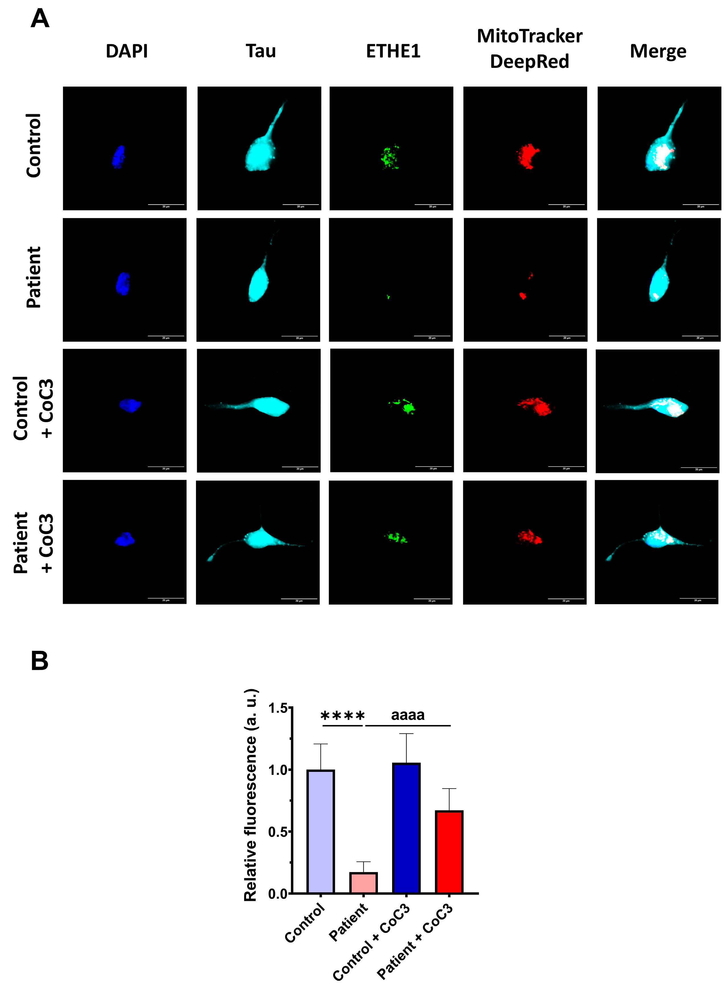 Antioxidants 14 00741 g019