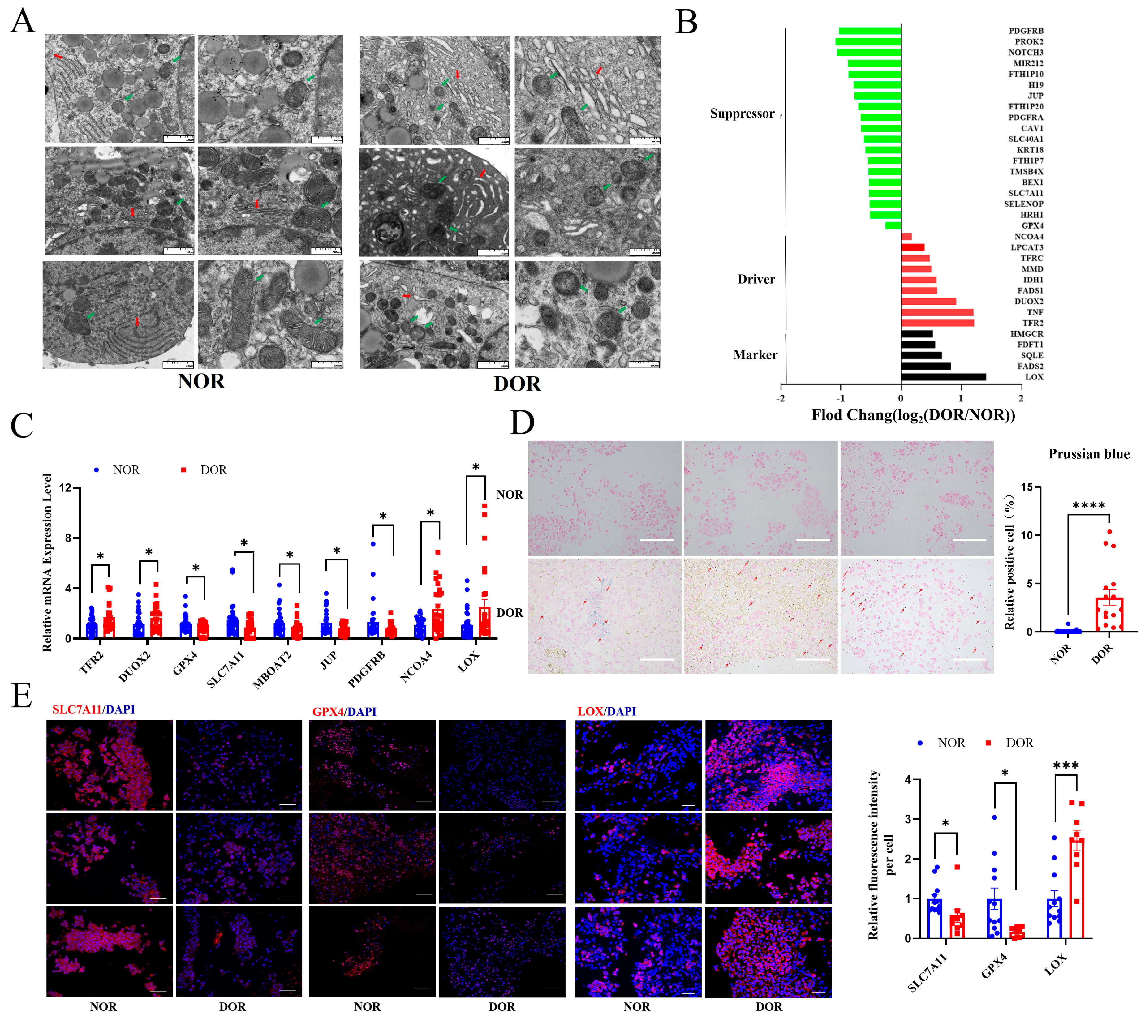 Antioxidants 14 00749 g005