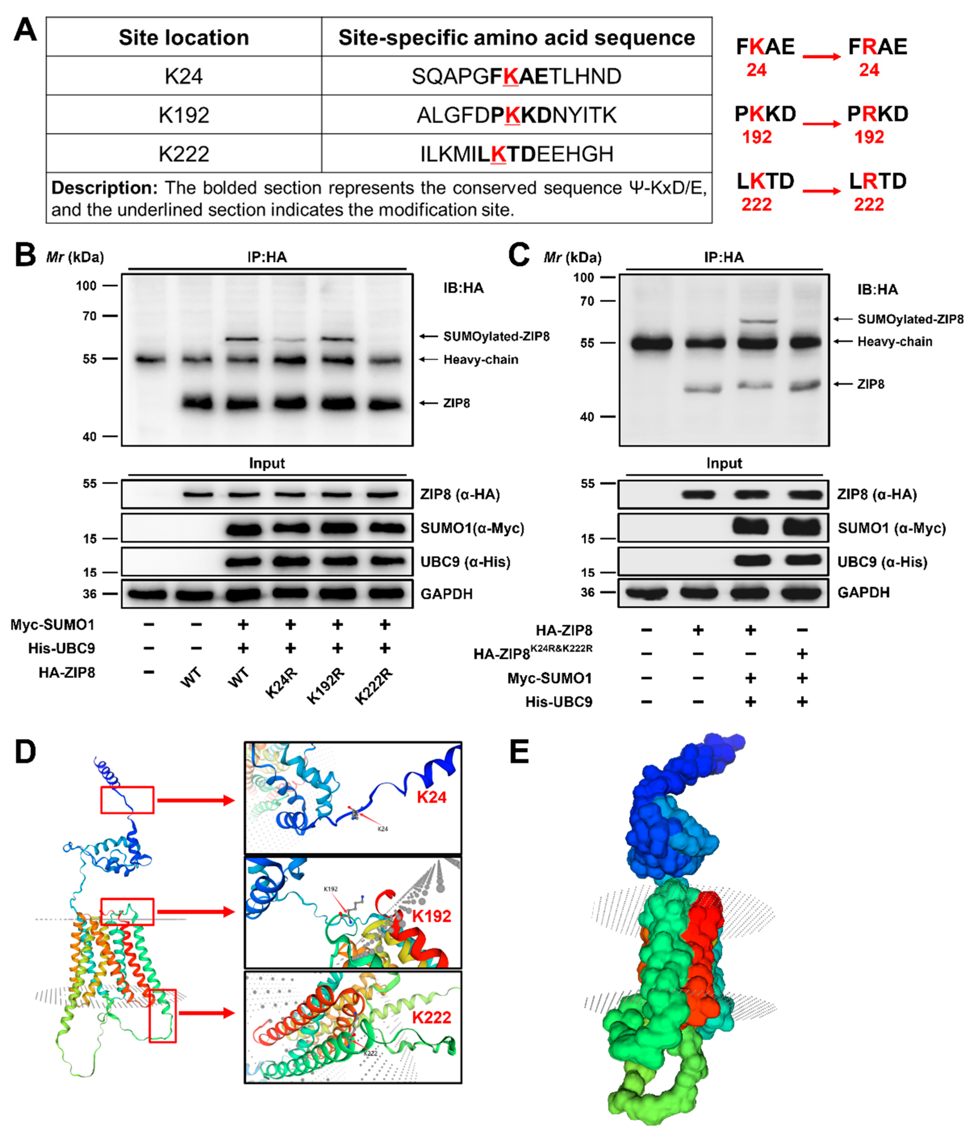 Antioxidants 14 00750 g005