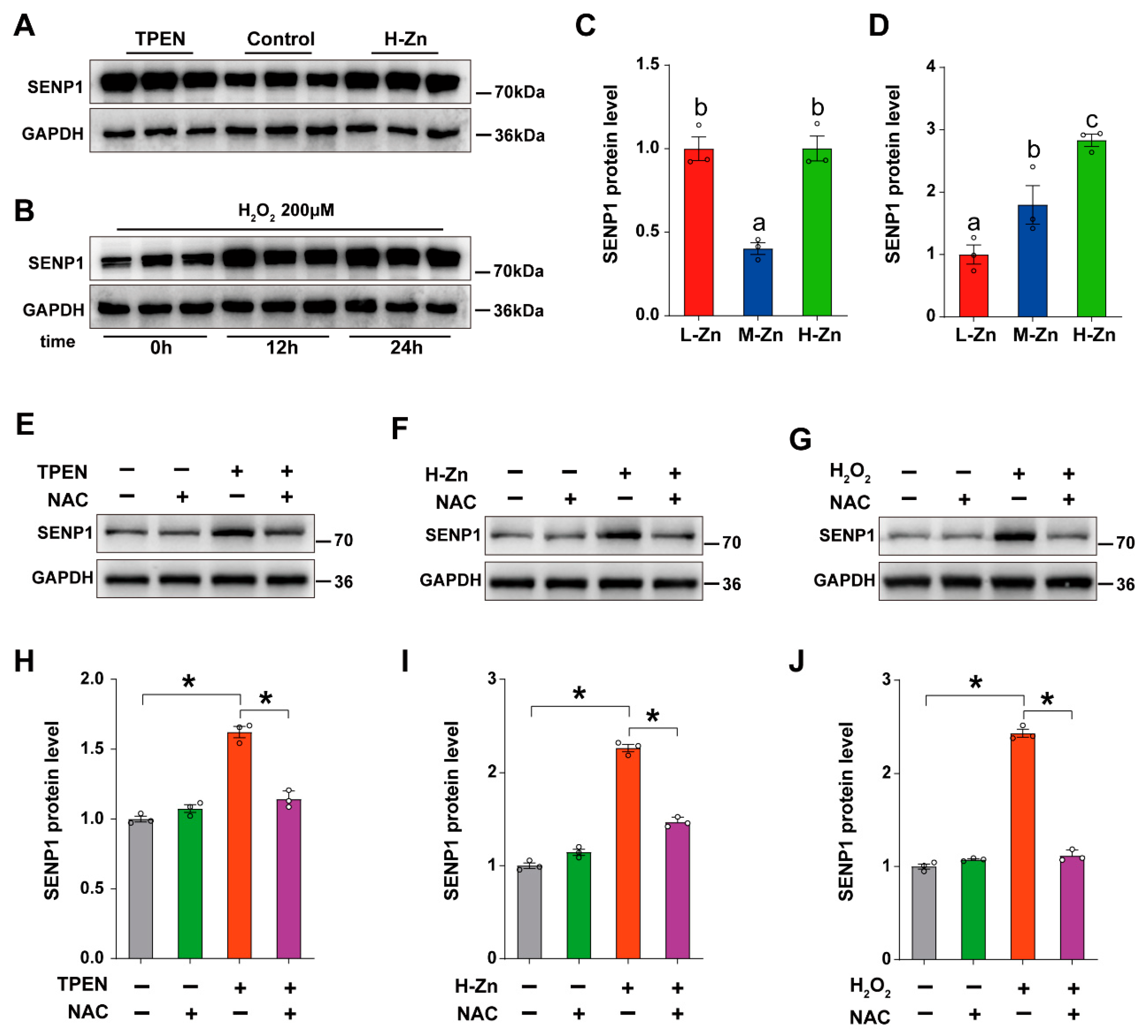 Antioxidants 14 00750 g006