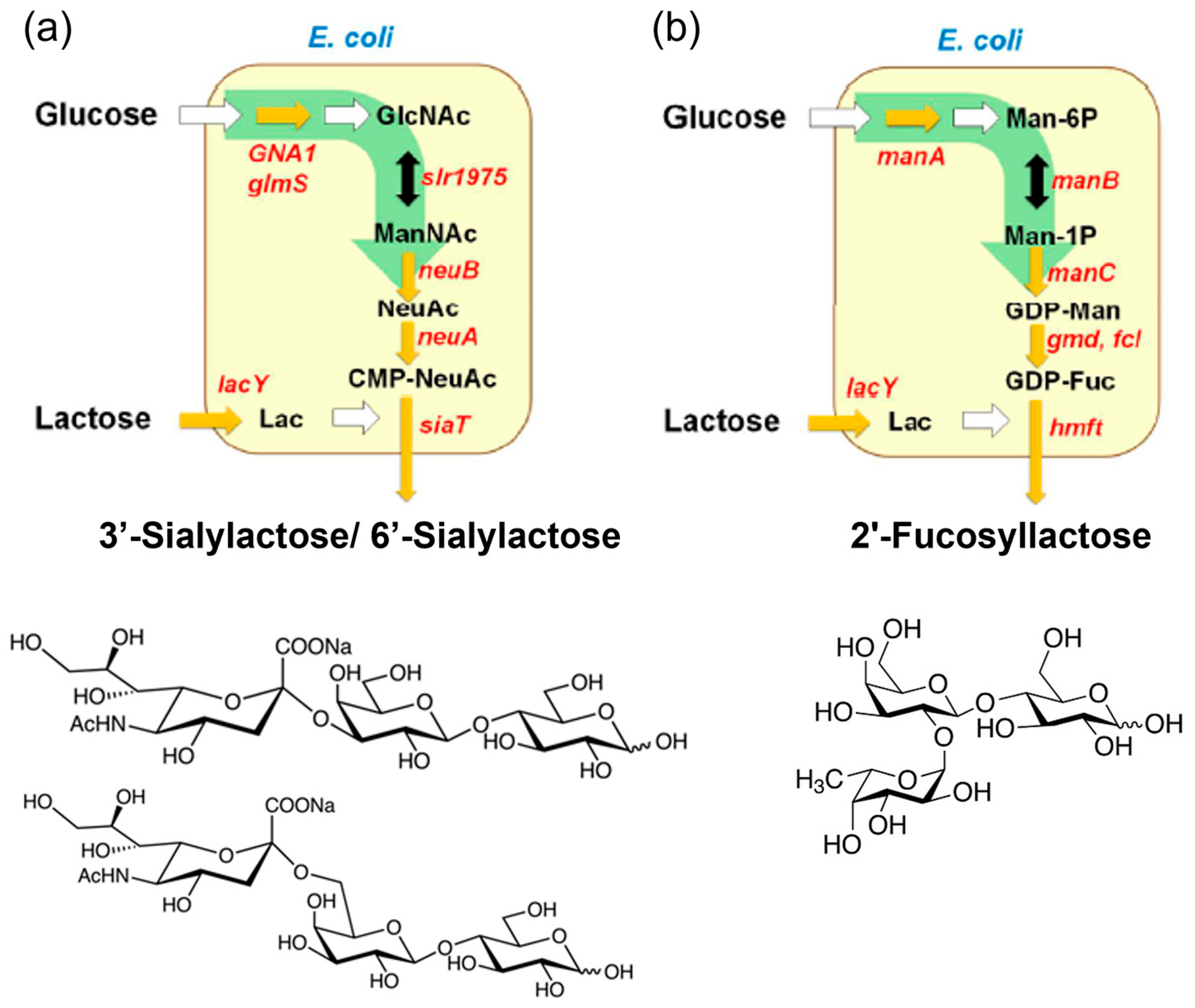 Antioxidants 14 00754 g002