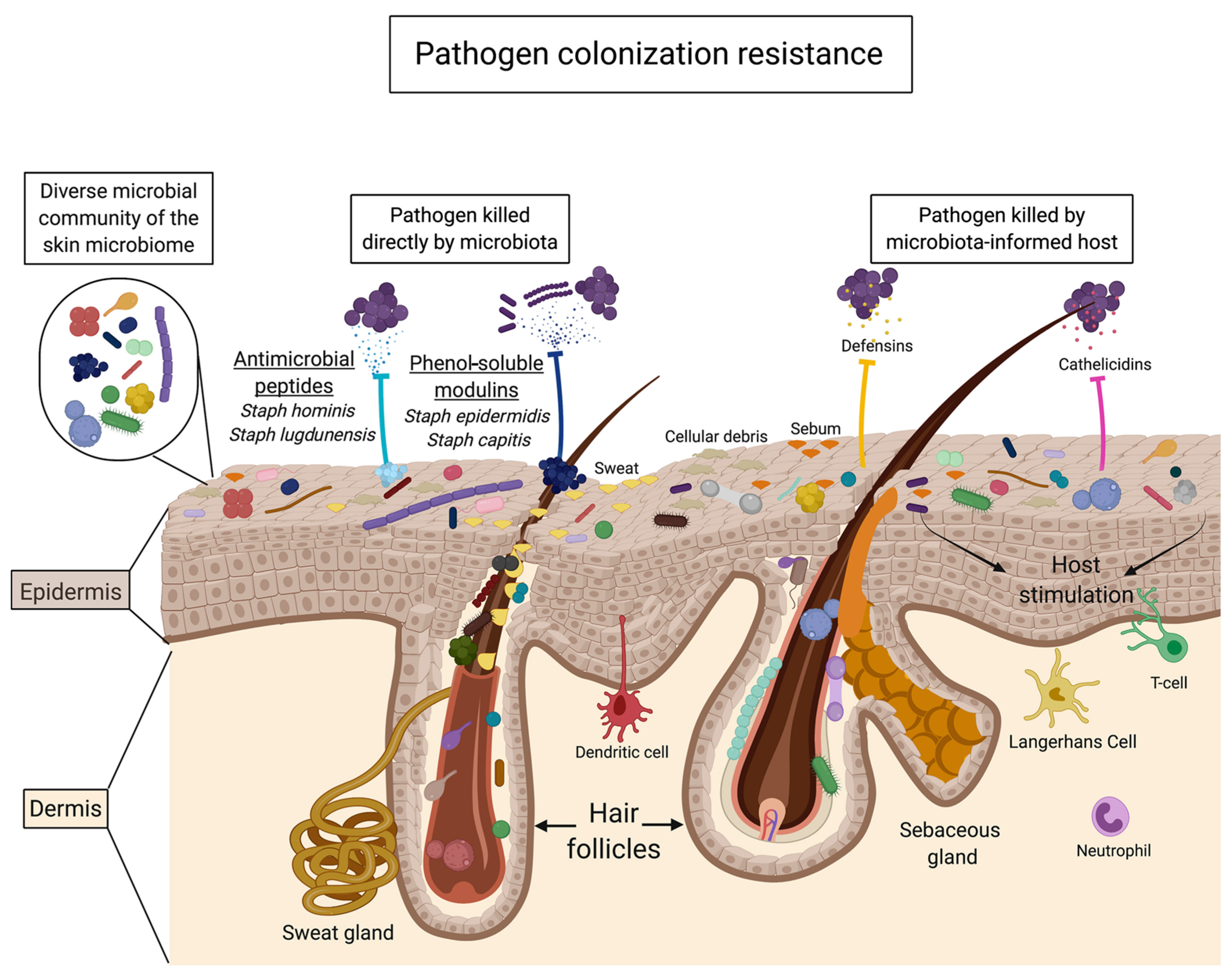 Antioxidants 14 00754 g005