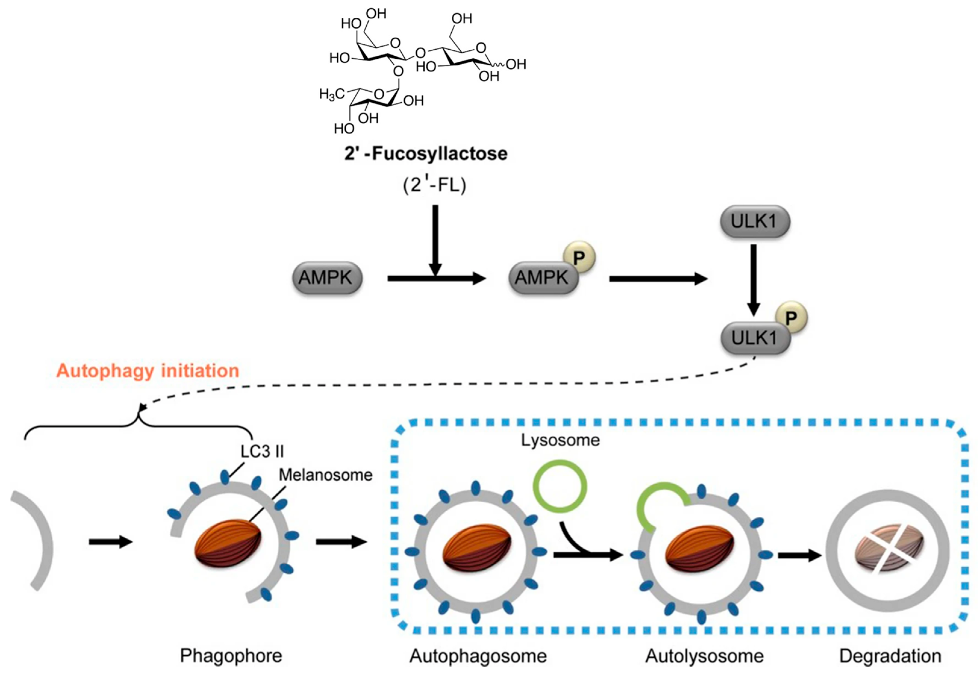 Antioxidants 14 00754 g006