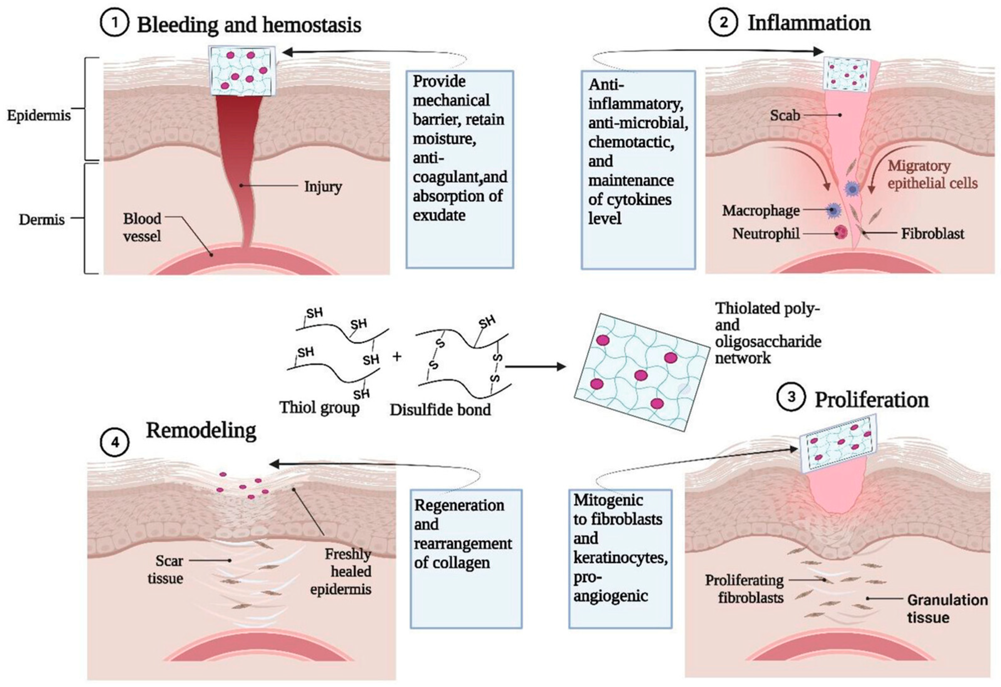 Antioxidants 14 00754 g008
