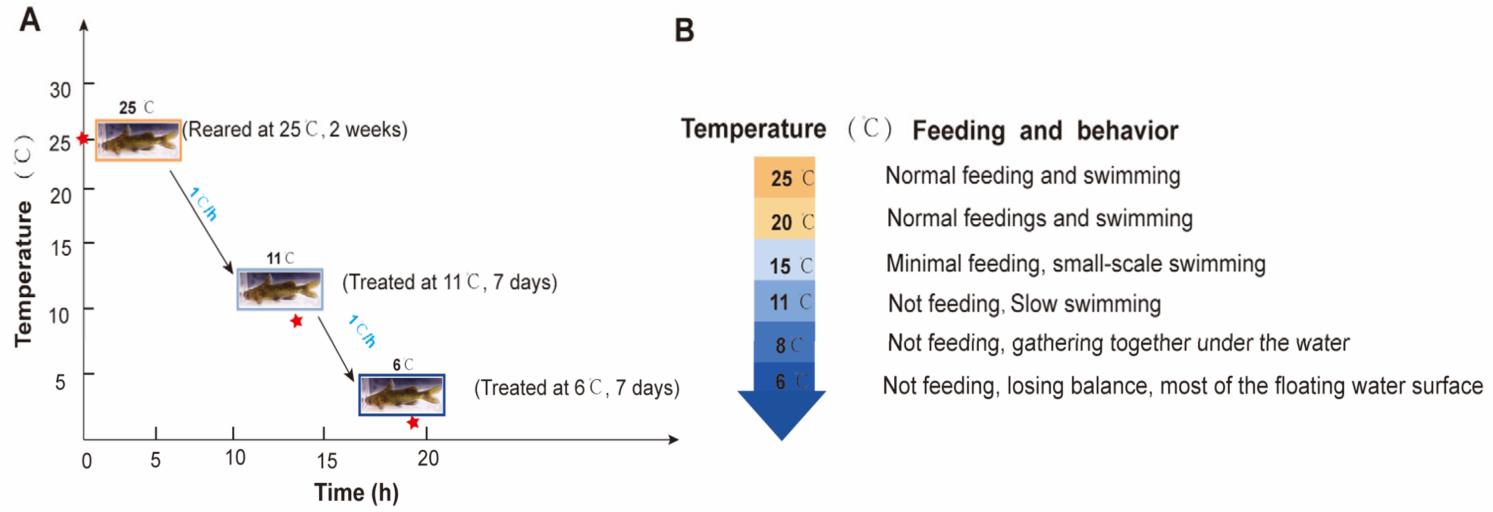 Antioxidants 14 00762 g001