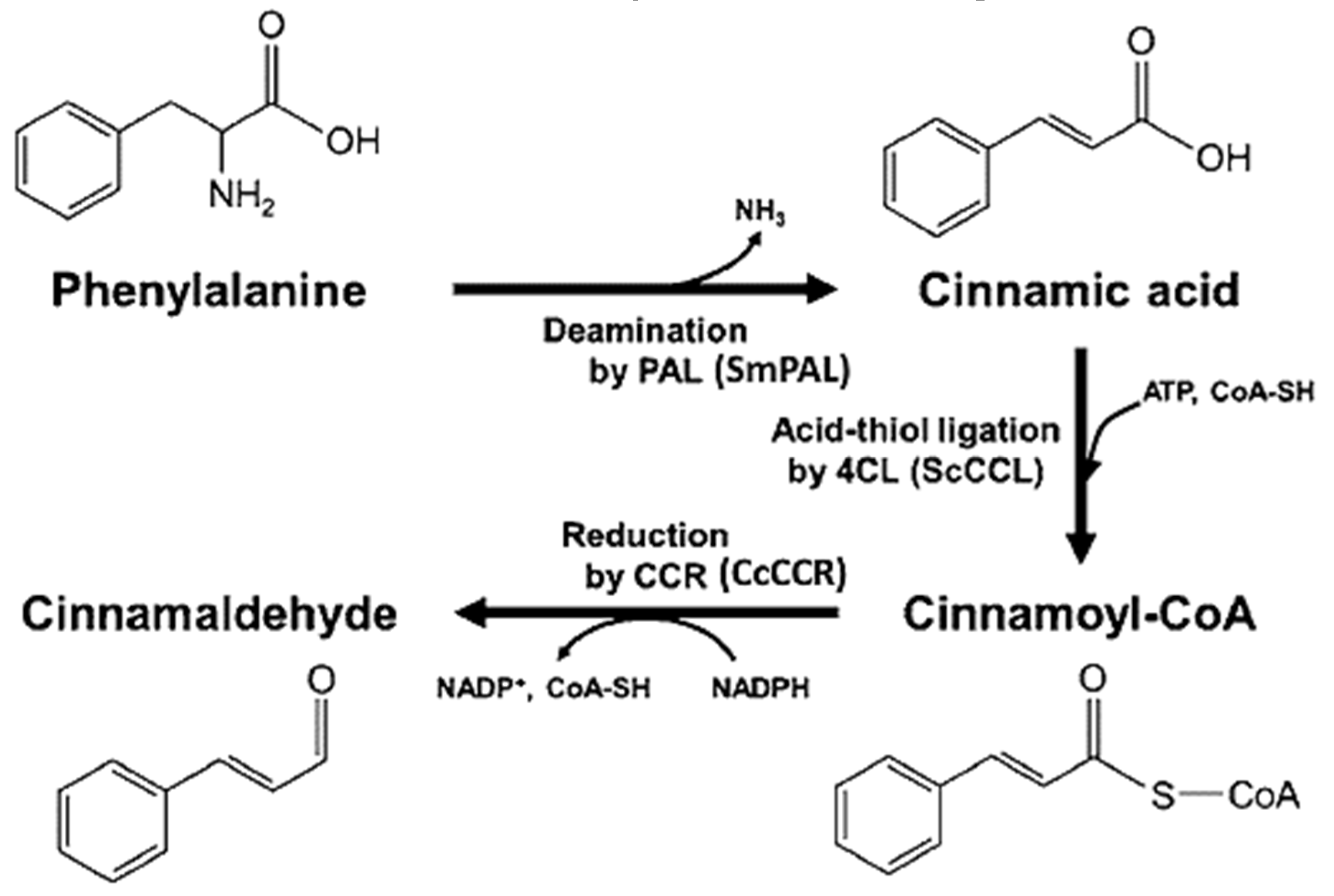 Antioxidants 14 00765 g001 Antioxidants 14 00765 g001