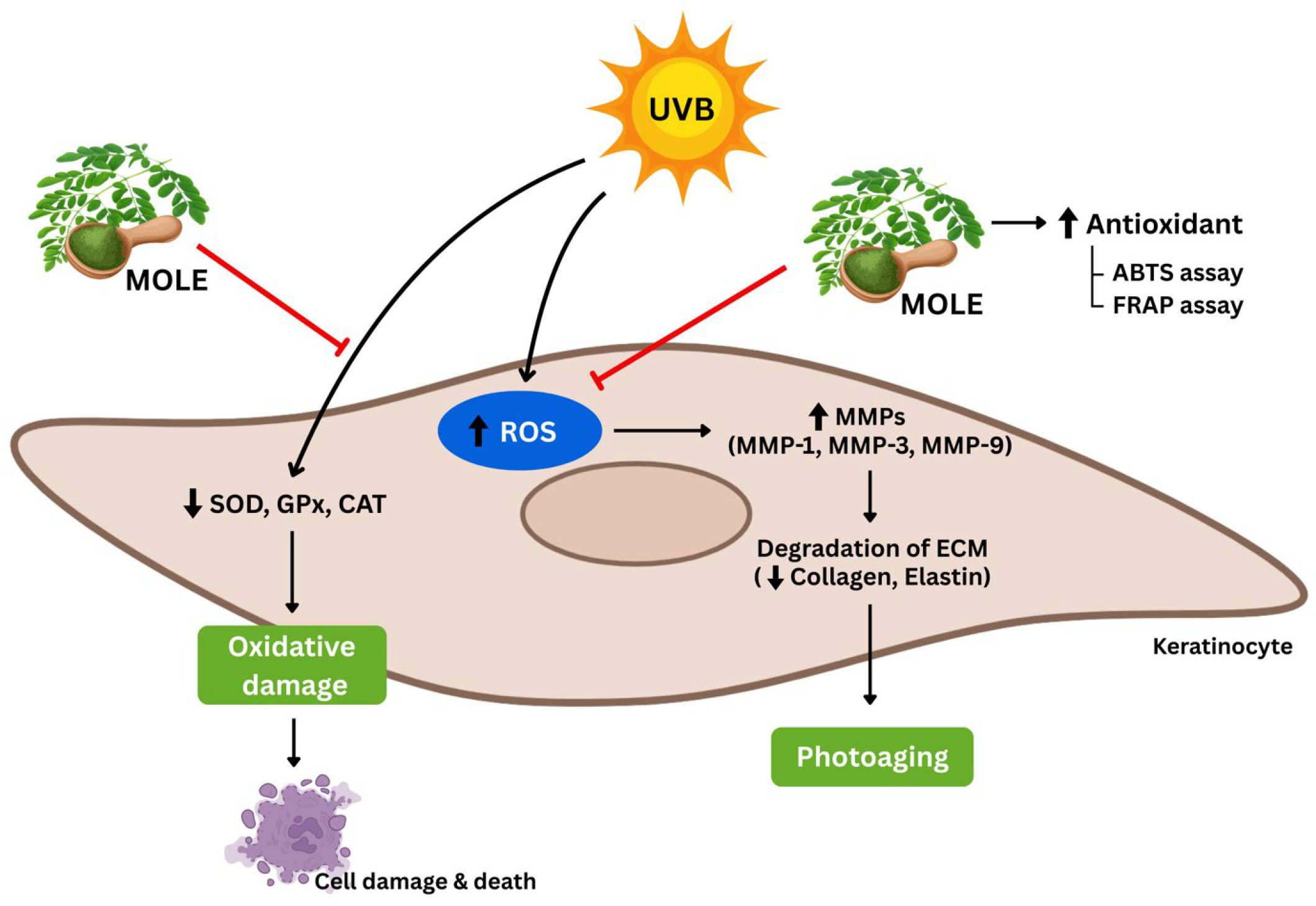 Antioxidants 14 00766 g007