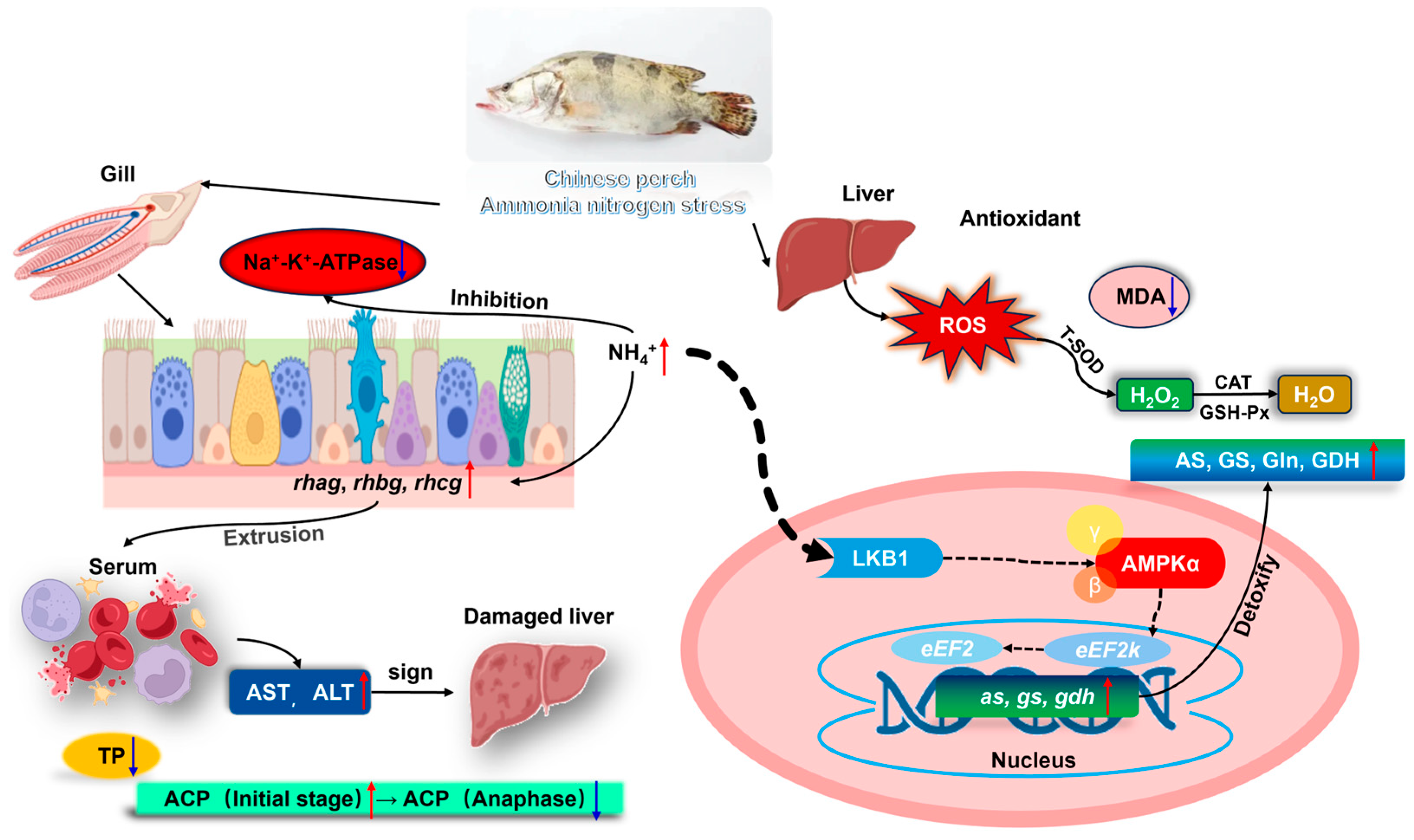 Antioxidants 14 00768 g007